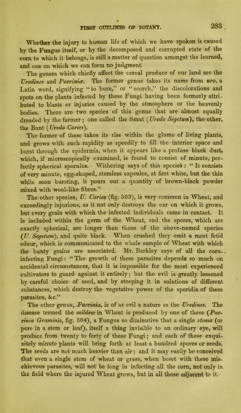 Whether the injury to human life of which we have spoken is caused by the Fungus itself, or by the decomposed and corrupted state of the corn to which it belongs, is still a matter of question amongst the learned, and one on which we can form no judgment. The genera which chiefly aflfect the cereal produce of our land are the Uredmes and PuceinicB. The former genus takes its name from uro, a Latin word, signifying “to burn,” or “scorch,” the discolorations and spots on the plants infested by these Fungi having been formerly attri- buted to blasts or injuries caused by the atmosphere or the heavenly bodies. There are two species of this genus that are almost equally dreaded by the farmer; one called the Smut ( Uredo Segetwri), the other, the Bunt {Uredo Caries). The former of these takes its rise within the glume of living plants, and grows with such rapidity as speedily to fill the interior space and burst through the epidermis, when it appears like a profuse black dust, which, if microscopically examined, is found to consist of minute, per- fectly spherical sporules. Withering says of this species : “ It consists of very minute, egg-shaped, stemless capsules, at first white, but the thin white soon bursting, it pours out a quantity of brown-black powder mixed with wool-like fibres.” The other species, U. Caries (fig. 303), is very common in Wheat, and exceedingly injurious, as it not only destroys the ear on which it grows, but every grain with which the infected individuals come in contact. It is included within the germ of the Wheat, and the spores, which are exactly spherical, are longer than those of the above-named species {U. Segetum)., and quite black. When crushed they emit a most fetid odour, which is communicated to the whole sample of Wheat with which the bunty grains are associated. Mr. Berkley says of all the corn- infecting Fungi; “ The growth of these parasites depends so much on accidental circumstances, that it is impossible for the most experienced cultivators to guard against it entirely; but the evil is greatly lessened by careful choice of seed, and by steeping it in solutions of different substances, which destroy the vegetative power of the sporidia of these parasites, &c.” The other genus, Puccinia, is of as evil a nature as the Uredines. The disease termed the mildew in Wheat is produced by one of these (JPuc~ cima Graminis, fig. 304), a Fungus so diminutive that a single stoma (or pore in a stem or leaf), itself a thing invisible to an ordinary eye, will produce from twenty to forty of these Fungi; and each of these exqui- sitely minute plants will bring forth at least a hundred spores or seeds. The seeds are not much heavier than air; and it may easily be conceived that even a single stem of wheat or grass, when beset with these mis- chievous parasites, will not be long in infecting all the corn, not only in the field where the injured Wheat grows, but in all those adjacent to it.