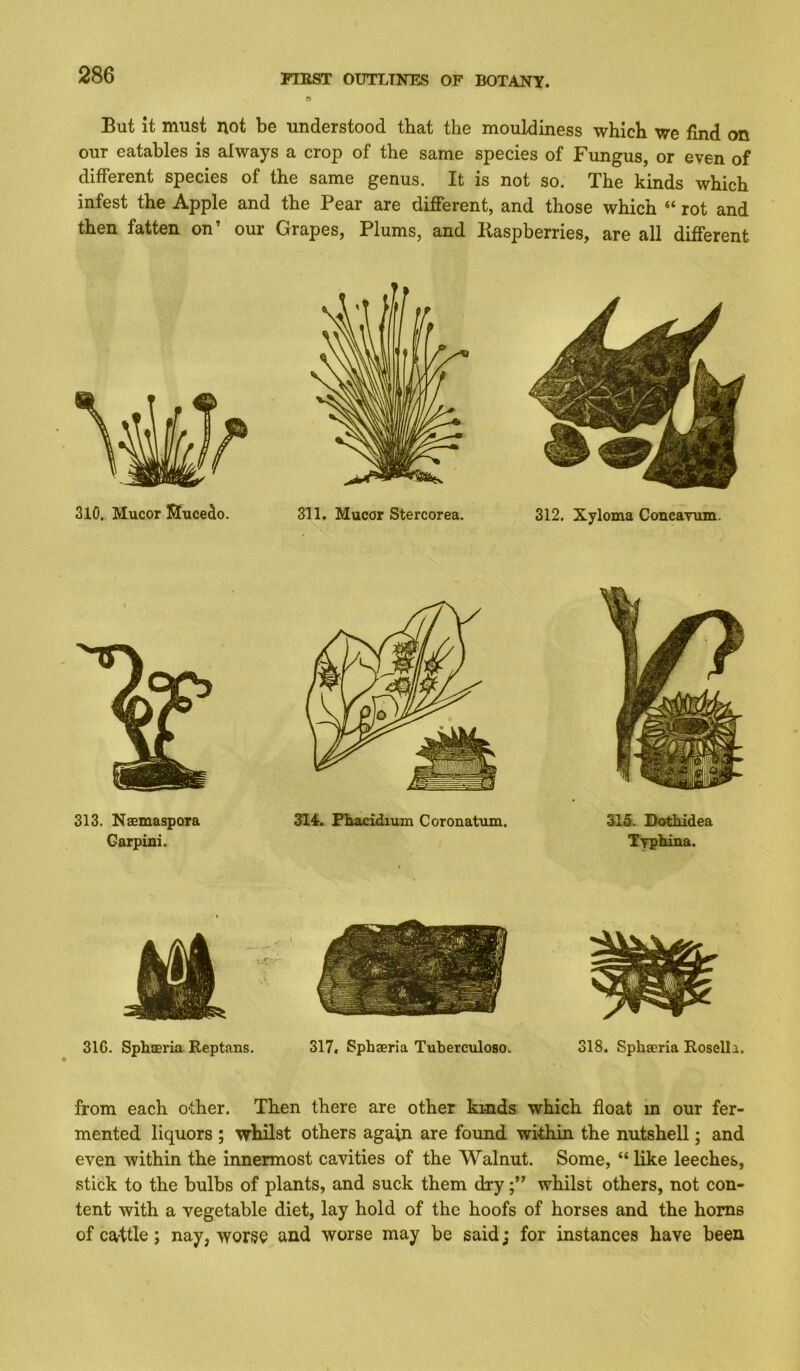 But it must not be understood that the mouldiness which we find on our eatables is always a crop of the same species of Fungus, or even of different species of the same genus. It is not so. The kinds which infest the Apple and the Pear are different, and those which “ rot and then fatten on’ our Grapes, Plums, and Raspberries, are all different 310. Mucor Mucedo. 313. Naemaspora Garpini. 31G. Sphaeria Reptans. 311, Mucor Stercorea. 31^. Plxacidium Coronatum. 317. Sphaeria Tuberculoso. 312. Xyloma Concavum. 315. Dothidea Typbina. 318. Sphaeria Rosella. from each other. Then there are other kinds which float m our fer- mented liquors ; whilst others again are found within the nutshell; and even within the innermost cavities of the Walnut. Some, “ like leeches, stidk to the bulbs of plants, and suck them drywhilst others, not con- tent with a vegetable diet, lay hold of the hoofs of horses and the horns of cattle; nay, worse and worse may be said j for instances have been