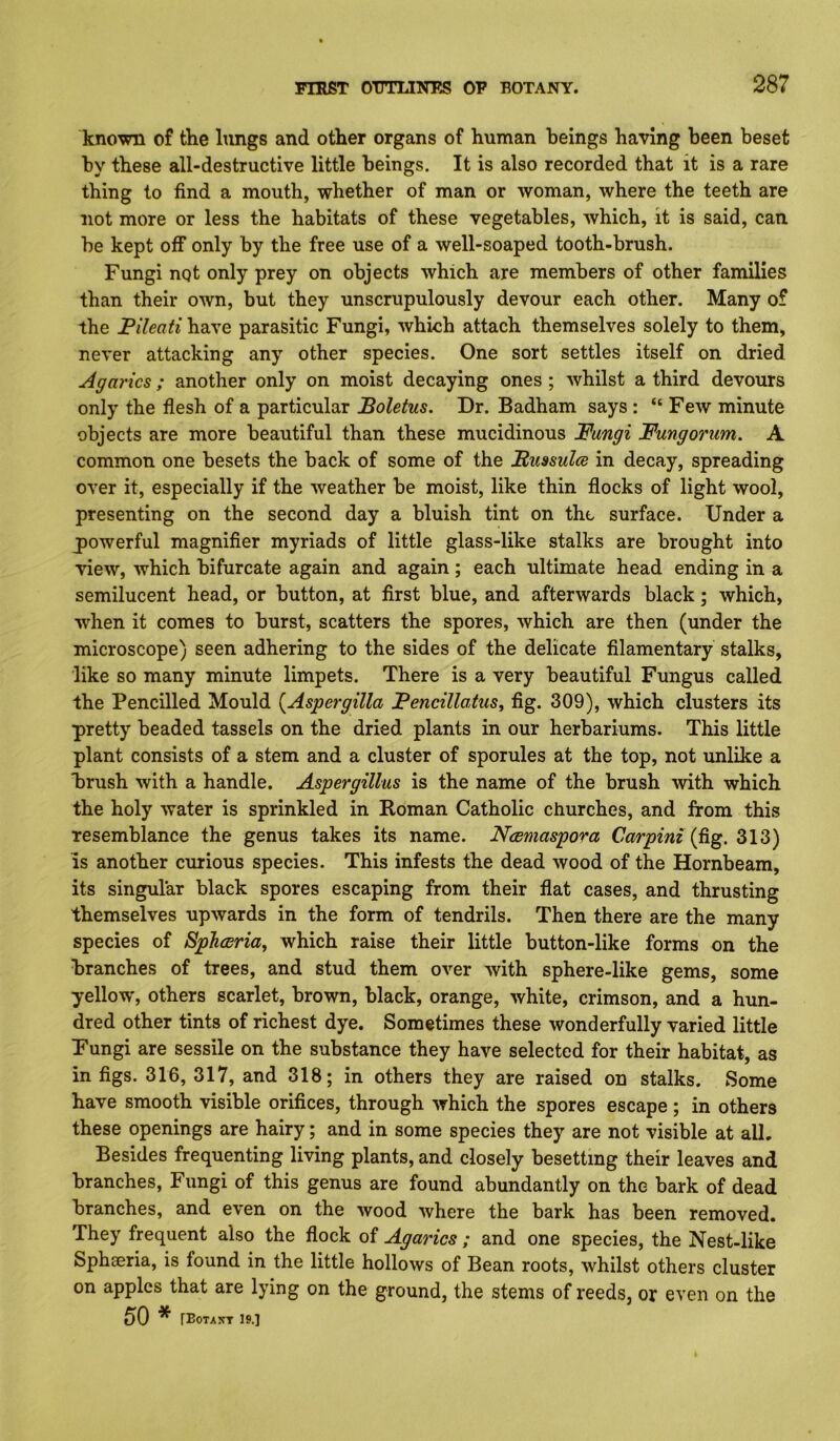 known of the lungs and other organs of human beings having been beset by these all-destructive little beings. It is also recorded that it is a rare thing to find a mouth, whether of man or woman, where the teeth are not more or less the habitats of these vegetables, which, it is said, can be kept off only by the free use of a well-soaped tooth-brush. Fungi nqt only prey on objects which are members of other families than their own, but they unscrupulously devour each other. Many of the Pileati have parasitic Fungi, which attach themselves solely to them, never attacking any other species. One sort settles itself on dried Agarics ; another only on moist decaying ones; whilst a third devours only the flesh of a particular Boletus. Dr. Badham says : “ Few minute objects are more beautiful than these mucidinous Fungi Fungonm. A common one besets the back of some of the Bussulce in decay, spreading over it, especially if the weather be moist, like thin flocks of light wool, presenting on the second day a bluish tint on the surface. Under a j)owerful magnifier myriads of little glass-like stalks are brought into view, which bifurcate again and again ; each ultimate head ending in a semilucent head, or button, at first blue, and afterwards black; which, w^hen it comes to burst, scatters the spores, which are then (under the microscope) seen adhering to the sides of the delicate filamentary stalks, like so many minute limpets. There is a very beautiful Fungus called the Pencilled Mould {Aspergilla Fencillatus^ fig. 309), which clusters its pretty beaded tassels on the dried plants in our herbariums. This little plant consists of a stem and a cluster of sporules at the top, not unlike a brush with a handle. Aspergillus is the name of the brush with which the holy water is sprinkled in Roman Catholic churches, and from this resemblance the genus takes its name. Ncemaspora (fig. 313) is another curious species. This infests the dead wood of the Hornbeam, its singular black spores escaping from their flat cases, and thrusting themselves upwards in the form of tendrils. Then there are the many species of Sphcsria, which raise their little button-like forms on the branches of trees, and stud them over with sphere-like gems, some yellow, others scarlet, brown, black, orange, white, crimson, and a hun- dred other tints of richest dye. Sometimes these wonderfully varied little Fungi are sessile on the substance they have selected for their habitat, as in figs. 316, 317, and 318; in others they are raised on stalks. Some have smooth visible orifices, through which the spores escape; in others these openings are hairy; and in some species they are not visible at all. Besides frequenting living plants, and closely besetting their leaves and branches. Fungi of this genus are found abundantly on the bark of dead branches, and even on the wood where the bark has been removed. They frequent also the flock of Agarics ; and one species, the Nest-like Sphseria, is found in the little hollows of Bean roots, whilst others cluster on apples that are lying on the ground, the stems of reeds, or even on the 50 * fEOTAXT 19.1