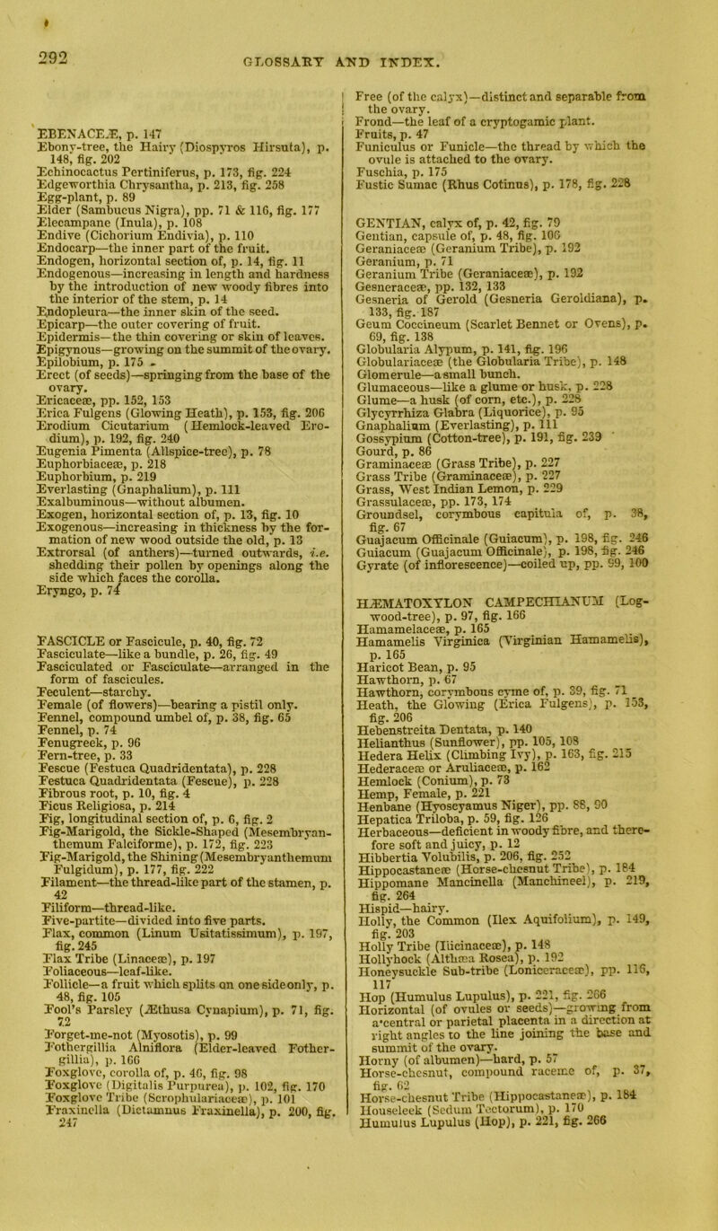 EBENACE.E, p, 147 Ebony-tree, the Hairy (Diospvros Hirsuta), p. 148, fig, 202 Echinocactus Pertiniferus, p. 173, fig. 224 Edgeworthia Chrysantha, p. 213, fig. 258 Egg-plant, p. 89 Elder (Sambucus Nigra), pp, 71 & IIG, fig. 177 Elecampane (Inula), p. 108 Endive (Cichorium Endivia), p, 110 Endocarp—the inner part of the fruit, Endogen, horizontal section of, p. 14, fig. 11 Endogenous—increasing in length and hardness by the introduction of new woody fibres into the interior of the stem, p. 14 Endopleura—the inner skin of the seed. Epicarp—the outer covering of fruit. Epidermis—the thin covering or skin of leaves. Epigynous—growing on the summit of the ovary. Epilobium, p. 175 - Erect (of seeds)—springing from the base of the ovary. Ericaceae, pp. 152, 153 Erica Fulgeus (Glowing Heath), p. 153, fig. 206 Erodium Cicutarium (Hemlock-leaved Ero- dium), p. 192, fig. 240 Eugenia Pimenta (Allspice-tree), p. 78 Euphorbiaceae, p. 218 Euphorbium, p. 219 Everlasting (Gnaphalium), p. Ill Exalbuminous—without albumen. Exogen, horizontal section of, p. 13, fig. 10 Exogenous—increasing in thickness by the for- mation of new wood outside the old, p. 13 Extrorsal (of anthers)—turned outwards, i.e. shedding their pollen by openings along the side which faces the corolla. Eryngo, p. FASCICLE or Fascicule, p. 40, fig. 72 Fasciculate—like a bundle, p. 26, fig. 49 Fasciculated or Fasciculate—arranged in the form of fascicules. Feculent—starchy. Female (of flowers)—bearing a pistil only. Fennel, compound umbel of, p, 38, fig. 65 Fennel, p. 74 Fenugreek, p. 96 Fern-tree, p. 33 Fescue (Festuca Quadridentata), p. 228 Festuca Quadi-identata (Fescue), p. 228 Fibrous root, p. 10, fig. 4 Ficus Religiosa, p. 214 Fig, lon^tudinal section of, p. 6, fig. 2 Fig-Marigold, the Sickle-Shaped (Mesembryan- themum Falciforme), p. 172, fig. 223 Fig-Marigold, the Shining (Mesembryanthemum Fulgidum), p. 177, fig. 222 Filament—the thread-like part of the stamen, p. 42 Filiform—thread-like. Five-partite—divided into five parts. Flax, common (Linum Usitatissimum), p. 197, fig.245 Flax Tribe (Linaceae), p. 197 Foliaceous—leaf-like. Follicle—a fruit which splits on one sideonly, p. 48, fig. 105 Fool’s Parsley (.Ethusa Cvnapium), p. 71, fig. 7.2 Forget-me-not (Myosotis), p. 99 I‘'othergil!ia Alniflora (Elder-leaved Fother- gillia), p. 166 Foxglove, corolla of, p. 46, fig. 98 Foxglove (Digitalis Purpurea), p. 102, fig. 170 Foxglove Tribe (Scrophulariaceae), p. 101 Fraxinclla (Dictamnus Fraxinella), p. 200, fig. 247 Free (of the calyx)—distinct and separable from the ovary. Frond—the leaf of a cryptogamic plant. Fruits, p. 47 Funiculus or Funicle—the thread by which the ovule is attached to the ovary. Fuschia, p. 175 Fustic Sumac (Rhus Cotinus), p. 178, fig. 228 GENTIAN, calyx of, p. 42, fig. 79 Gentian, capsule of, p. 48, fig. 106 Geraniacete (Geranium Tribe), p. 192 Geranium, p. 71 Geranium Tribe (Geraniaceac), p. 192 Gesneraceee, pp. 132, 133 Gesneria of Gerold (Gesneria Geroldiana), p. 133, fig. 187 Geum Coccineum (Scarlet Rennet or Ovens), p. 69, fig. 138 Globularia Alypum, p. 141, f^. 196 Globulariacese (the Globularia Tribe), p. 148 Glomerule—a small bunch. Glumaceous—like a glume or husk, p. 228 Glume—a husk (of corn, etc.), p. 228 Glycyrrhiza Glabra (Liquorice), p. 95 Gnaphalium (Everlasting), p. Ill Gossypium (Cotton-tree), p. 191, fig. 239 Gourd, p. 86 Graminaceas (Grass Tribel, p. 227 Grass Tribe (Graminaceae), p. 227 Grass, West Indian Lemon, p. 229 Grassulaceae, pp. 173, 174 Groundsel, corymbous capituia of, p. 38, fig. 67 Guajacum Ofificinale (Guiacum), p. 198, fig. 246 Guiacum (Guajacum Officinale), p. 198, fig. 246 Gyrate (of inflorescence)—coiled up, pp. 99, 100 HEMATOXYLON CAMPECHIANUM (Log- wood-tree), p. 97, fig. 166 Ilamamelace®, p. 165 Hamamelis Virginica (Yirginian Hamamelis), p. 165 Haricot Bean, p. 95 Hawthorn, p. 67 Hawthorn, corymbous ejune of, p. 39, fig. 71 _ Heath, the Glowing (Erica Fulgens), p. 153, fig. 206 Hebenstreita Dentata, p. 140 Helianthus (Sunflower), pp. 105, 108 Hedera Helix (Climbing Ivy), p. 163, fig. 215 Hederacese or Aruliaceac, p. 162 Hemlock (Conium), p. 73 Hemp, Female, p. 221 Henbane (Hyoscyamus Niger), pp. 88, 90 Hepatica Triloba, p. 59, fig. 126 Herbaceous—deficient in woody fibre, and there- fore soft and juicy, p. 12 Hibbertia Volubilis, p. 206, fig. 252 Hippocastanem (Horse-chesnut Tribe), p. 184 Hippomane Mancinella (Manchineel), p. 219, fig. 264 Hispid—hairy. Holly, the Common (Ilex Aquifolium), p. 149, fig. 203 Holly Tribe (Ilicinaceae), p. 148 Hollyhock (Althcea Rosea), p. 192 Honeysuckle Sub-tribe (Loniceracecc), pp. 115, 117 Hop (Humulus Lupulus), p. 221, fig. 266 Horizontal (of ovules or seeds)—giowmg from a'central or parietal placenta in a direction at right angles to the line joining the base and summit of the ovary. Horny (of albumen)—hard, p. 57 Horsc-chesnut, compound raceme of, p. 37, fig. 62 Horse-chesnut Tribe (Hippocastanem), p. 184 Houseleek (Seduiu To.ctorum), p. 170 Humulus Lupulus (Hop), p. 221, fig. 266