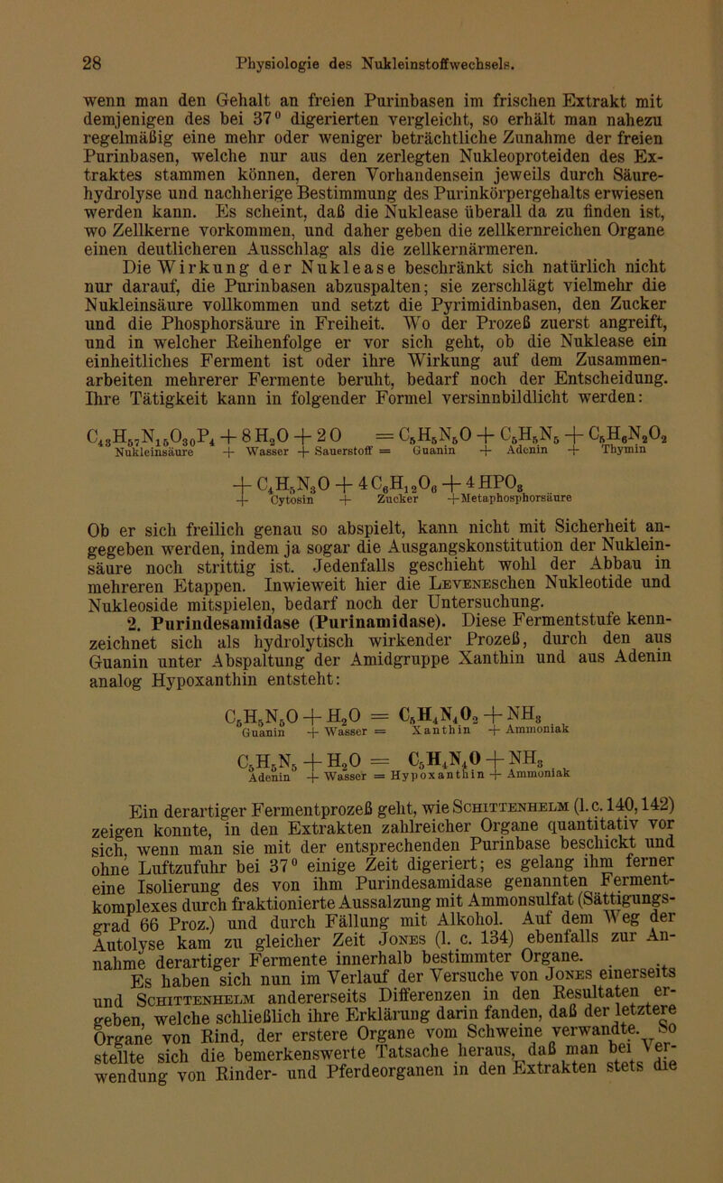 wenn man den Gehalt an freien Purinhasen im frischen Extrakt mit demjenigen des bei 37° digerierten vergleicht, so erhält man nahezu regelmäßig eine mehr oder weniger beträchtliche Zunahme der freien Purinbasen, welche nur aus den zerlegten Nukleoproteiden des Ex- traktes stammen können, deren Vorhandensein jeweils durch Säure- hydrolyse und nachherige Bestimmung des Purinkörpergehalts erwiesen werden kann. Es scheint, daß die Nuklease überall da zu finden ist, wo Zellkerne Vorkommen, und daher geben die zellkernreichen Organe einen deutlicheren Ausschlag als die zellkernärmeren. Die Wirkung der Nuklease beschränkt sich natürlich nicht nur darauf, die Purinbasen abzuspalten; sie zerschlägt vielmehr die Nukleinsäure vollkommen und setzt die Pyrimidinbasen, den Zucker und die Phosphorsäure in Freiheit. Wo der Prozeß zuerst angreift, und in welcher Reihenfolge er vor sich geht, ob die Nuklease ein einheitliches Ferment ist oder ihre Wirkung auf dem Zusammen- arbeiten mehrerer Fermente beruht, bedarf noch der Entscheidung. Ihre Tätigkeit kann in folgender Formel versinnbildlicht werden: Ci3H57N15030P4 Nukleinsäure + 8 H20 + 20 = C5H5NbO + C6H5N& + CfiH6N202 + Wasser + Sauerstoff = Guanin + Adenin + Tbymin + C4H5N30 + 4 CgH, 20ö + 4 HP08 4- Cytosin + Zucker +Metaphosphorsäure Ob er sich freilich genau so abspielt, kann nicht mit Sicherheit an- gegeben werden, indem ja sogar die Ausgangskonstitution der Nuklein- säure noch strittig ist. Jedenfalls geschieht wohl der Abbau in mehreren Etappen. Inwieweit hier die LEVENEschen Nukleotide und Nukleoside mitspielen, bedarf noch der Untersuchung. 2. Purindesamidase (Purinamidase). Diese Fermentstufe kenn- zeichnet sich als hydrolytisch wirkender Prozeß, durch den aus Guanin unter Abspaltung der Amidgruppe Xanthin und aus Adenin analog Hypoxanthin entsteht: c6h6n5o + h2o = c5h4n4o2 + nh8 Guanin + Wasser = Xanthin + Ammoniak C5HsN„ + Ha0 = t,M« + NH, Adenin + Wasser = Hypoxanthin + Ammoniak Ein derartiger Fermentprozeß geht, wie Schittenhelm (l.c. 140,142) zeigen konnte, in den Extrakten zahlreicher Organe quantitativ vor sich wenn man sie mit der entsprechenden Purinbase beschickt und ohne Luftzufuhr bei 37° einige Zeit digeriert; es gelang ihm ferner eine Isolierung des von ihm Purindesamidase genannten Ferment- komplexes durch fraktionierte Aussalzung mit Ammonsulfat (Sättigungs- grad 66 Proz.) und durch Fällung mit Alkohol. Aut dem W eg der Autolyse kam zu gleicher Zeit Jones (1. c. 134) ebenfalls zur An- nahme derartiger Fermente innerhalb bestimmter Organe. Es haben sich nun im Verlauf der Versuche von Jones einerseits und Schittenhelm andererseits Differenzen in den Resultaten er- geben welche schließlich ihre Erklärung darin fanden, daß der letztere Organe von Rind, der erstere Organe vom Schweine verwandte So stellte sich die bemerkenswerte Tatsache heraus, daß man bei Ve Wendung von Rinder- und Pferdeorganen in den Extrakten stets die