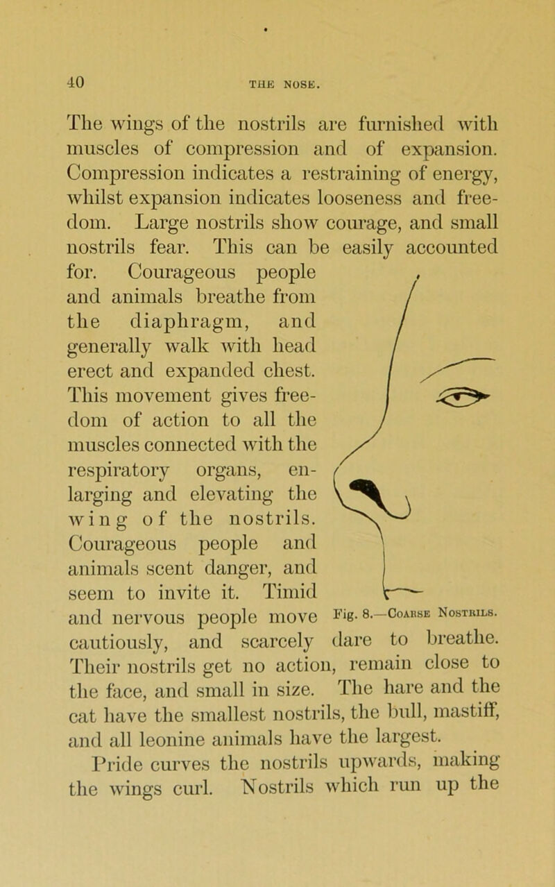 The wings of the nostrils are furnished with muscles of compression and of expansion. Compression indicates a restraining of energy, whilst expansion indicates looseness and free- dom. Large nostrils show courage, and small nostrils fear. This can be easily accounted for. Courageous people and animals breathe from the diaphragm, and generally walk with head erect and expanded chest. This movement gives free- dom of action to all the muscles connected with the respiratory organs, en- larging and elevating the wing of the nostrils. Courageous people and animals scent danger, and seem to invite it. Timid and nervous people move cautiously, and scarcely Their nostrils get no action, remain close to the face, and small in size. The hare and the cat have the smallest nostrils, the bull, mastiff, and all leonine animals have the largest. Pride curves the nostrils upwards, making the wings curl. Nostrils which run up the dare to breathe.