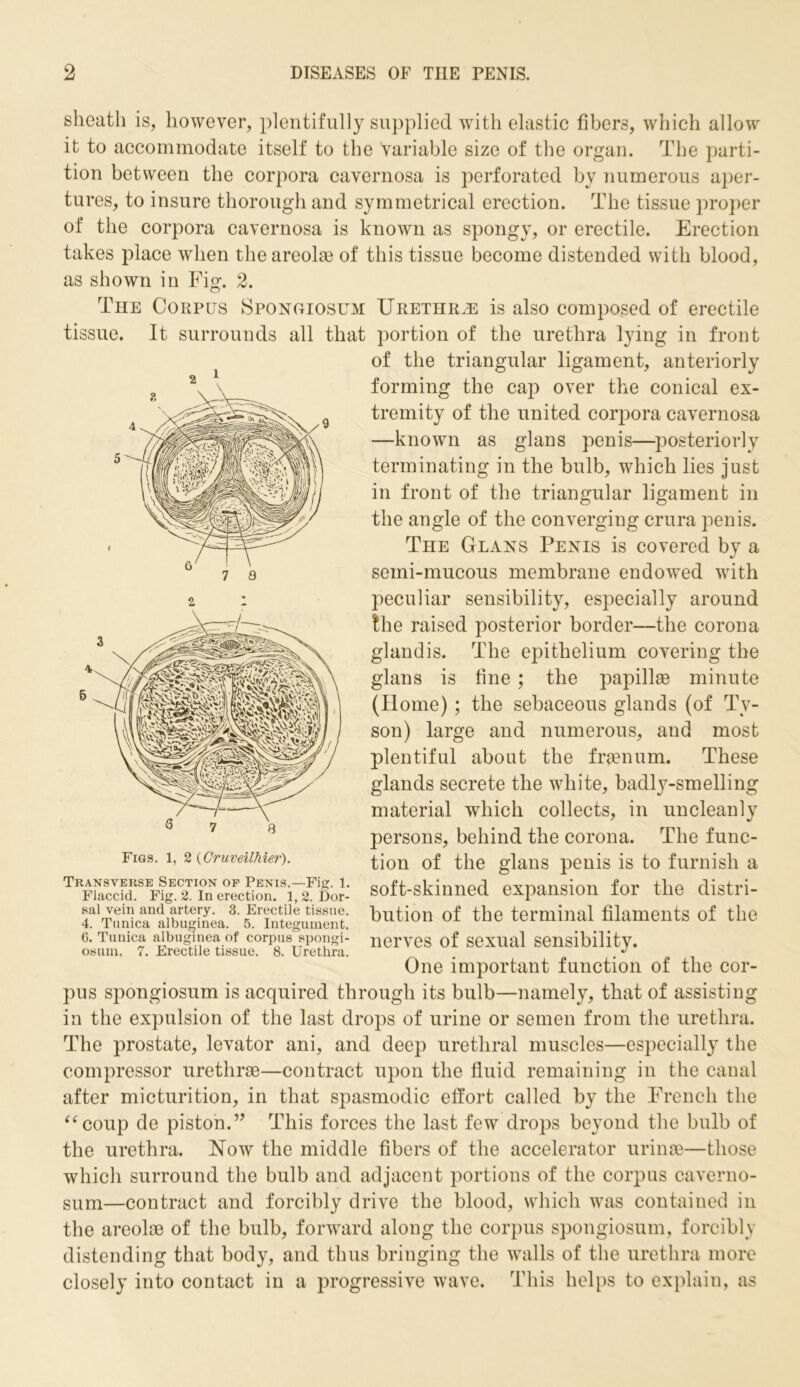 sheath is, however, plentifully supplied with elastic fibers, which allow it to accommodate itself to the variable size of the organ. The parti- tion between the corpora cavernosa is perforated by numerous aper- tures, to insure thorough and symmetrical erection. The tissue proper of the corpora cavernosa is known as spongy, or erectile. Erection takes place when the areolao of this tissue become distended with blood, as shown in Fig. 2. The Corpus Spongiosum Urethrae is also composed of erectile tissue. It surrounds all that portion of the urethra lying in front of the triangular ligament, anteriorly forming the cap over the conical ex- tremity of the united corpora cavernosa —known as glans penis—posteriorly terminating in the bulb, which lies just in front of the triangular ligament in the angle of the converging crura penis. The Glans Penis is covered by a seini-mucous membrane endowed with peculiar sensibility, especially around the raised posterior border—the corona gland is. The epithelium covering the glans is fine ; the papillae minute (Home) ; the sebaceous glands (of Ty- son) large and numerous, and most plentiful about the fraenum. These glands secrete the white, badly-smelling material which collects, in uncleanly persons, behind the corona. The func- tion of the glans penis is to furnish a soft-skinned expansion for the distri- bution of the terminal filaments of the nerves of sexual sensibility. One important function of the cor- pus spongiosum is acquired through its bulb—namely, that of assisting in the expulsion of the last drops of urine or semen from the urethra. The prostate, levator ani, and deep urethral muscles—especially the compressor urethrae—contract upon the fluid remaining in the canal after micturition, in that spasmodic effort called by the French the “coup de piston.” This forces the last few drops beyond the bulb of the urethra. Now the middle fibers of the accelerator urinae—those which surround the bulb and adjacent portions of the corpus eaverno- sum—contract and forcibly drive the blood, which was contained in the areolae of the bulb, forward along the corpus spongiosum, forcibly distending that body, and thus bringing the walls of the urethra more closely into contact in a progressive wave. This helps to explain, as Figs. 1, 2 (Cruveilhier). Transverse Section of Penis.—Fig. 1. Flaccid. Fig. 2. In erection. 1, 2. Dor- sal vein and artery. 3. Erectile tissue. 4. Tunica albuginea. 5. Integument. 6. Tunica albuginea of corpus spongi- osum. 7. Erectile tissue. 8. Urethra.