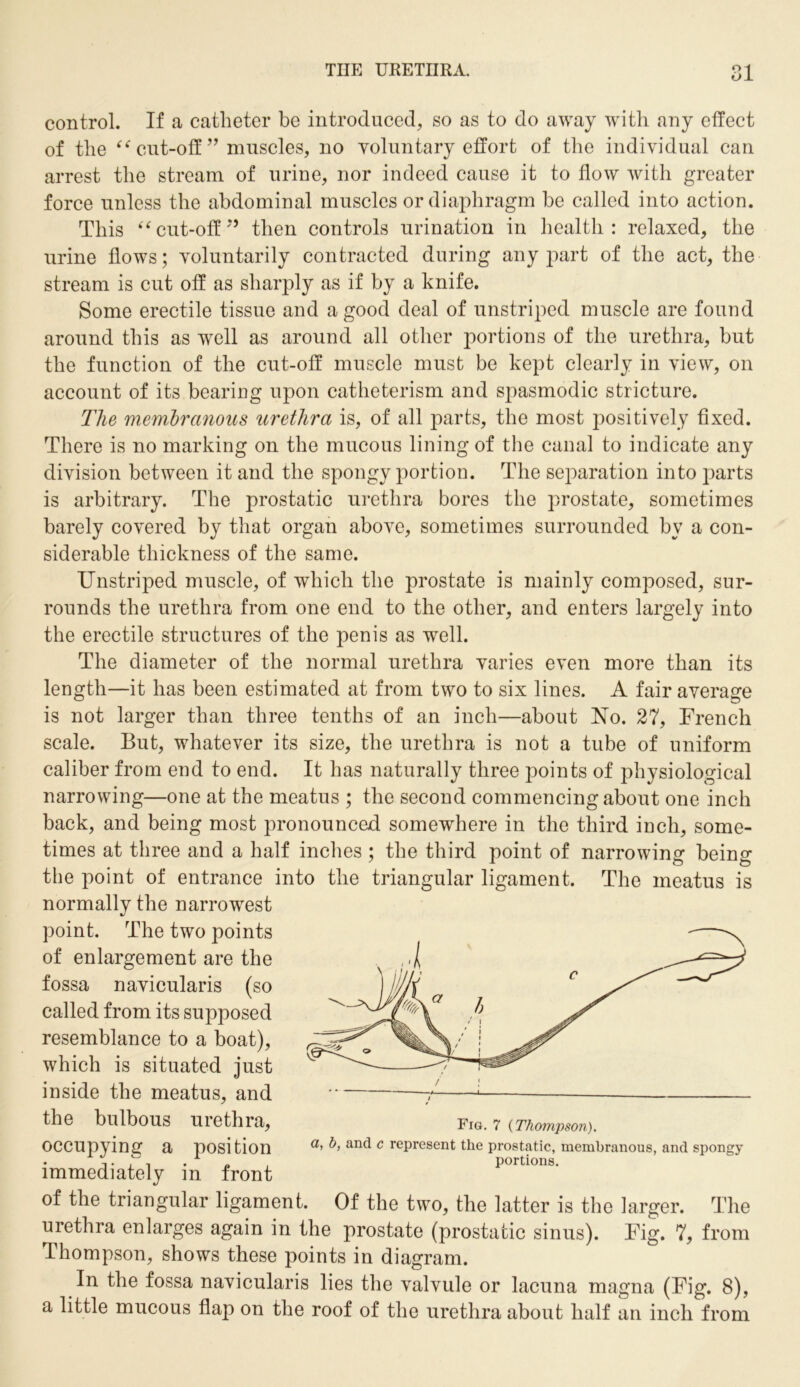 control. If a catheter be introduced, so as to do away with any effect of the “ cut-off ” muscles, no voluntary effort of the individual can arrest the stream of urine, nor indeed cause it to flow with greater force unless the abdominal muscles or diaphragm be called into action. This “cut-off” then controls urination in health: relaxed, the urine flows; voluntarily contracted during any part of the act, the stream is cut off as sharply as if by a knife. Some erectile tissue and a good deal of unstriped muscle are found around this as well as around all other portions of the urethra, but the function of the cut-off muscle must be kept clearly in view, on account of its bearing upon catheterism and spasmodic stricture. The membranous urethra is, of all parts, the most positively fixed. There is no marking on the mucous lining of the canal to indicate any division between it and the spongy portion. The separation into parts is arbitrary. The prostatic urethra bores the prostate, sometimes barely covered by that organ above, sometimes surrounded by a con- siderable thickness of the same. Unstriped muscle, of which the prostate is mainly composed, sur- rounds the urethra from one end to the other, and enters largely into the erectile structures of the penis as well. The diameter of the normal urethra varies even more than its length—it has been estimated at from two to six lines. A fair average is not larger than three tenths of an inch—about Uo. 27, French scale. But, whatever its size, the urethra is not a tube of uniform caliber from end to end. It has naturally three points of physiological narrowing—one at the meatus ; the second commencing about one inch back, and being most pronounced somewhere in the third inch, some- times at three and a half inches ; the third point of narrowing being the point of entrance into the triangular ligament. The meatus is normally the narrowest point. The two points of enlargement are the fossa navicularis (so called from its supposed resemblance to a boat), which is situated just inside the meatus, and the bulbous urethra, occupying a position immediately in front of the triangular ligament. Of the two, the latter is the larger. The urethra enlarges again in the prostate (prostafcic sinus). Fig. 7, from Thompson, shows these points in diagram. In the fossa navicularis lies the valvule or lacuna magna (Fig. 8), a little mucous flap on the roof of the urethra about half an inch from a, b, and c represent the prostatic, membranous, and spongy portions.