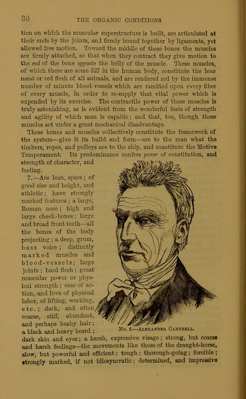 tion on which the muscular superstructure is built, are articulated at their ends by the joints, and firmly bound together by ligaments, yet allowed free motion. Toward the middle of these bones the muscles are firmly attached, so that when they contract they give motion to the end of the bone opposite the belly of the muscle. These muscles, of which there are some 527 in the human body, constitute the lean meat or red flesh of all animals, and are rendered red by the immense number of minute blood-vessels which are ramified upon every fiber of every muscle, in order to re-supply that vital power which is expended by its exercise. The contractile power of these muscles is truly astonishing, as is evident from the wonderful feats of strength and agility of which man is capable; and that, too, though these muscles act under a great mechanical disadvantage. These hones and muscles collectively constitute the framework of the system—give it its build and form—are to the man what the timbers, ropes, and pulleys are to the ship, and constitute the Motive Temperament. Its predominance confers power of constitution, and strength of character, and feeling. 7.—Are lean, spare ; of good size and height, and athletic; have strongly marked features ; a lai'ge, Eoman nose; high and large cheek-bones; large and broad front teeth—all the hones of the body projecting ; a deep, grum, bass voice ; distinctly marked muscles and blood-vessels; large joints ; hard flesh ; great muscular power or phys- ical strength ; ease of ac- tion, and love of physical labor, of lifting, worldng, etc.; dark, and often coarse, stiff, abundant, and perhaps bushy hair; a black and heavy beard ; No. 6.-Ai.KXAxm.v Campbell. dark skin and eyes; a harsh, expressive visage; strong, but co.orM and harsh feelings—the movements like those of the draught-horse, slow, but powerful and efficient; tough ; thorough-going; forcible ; strongly marked, if not idiosyncratic; determined, and impressive