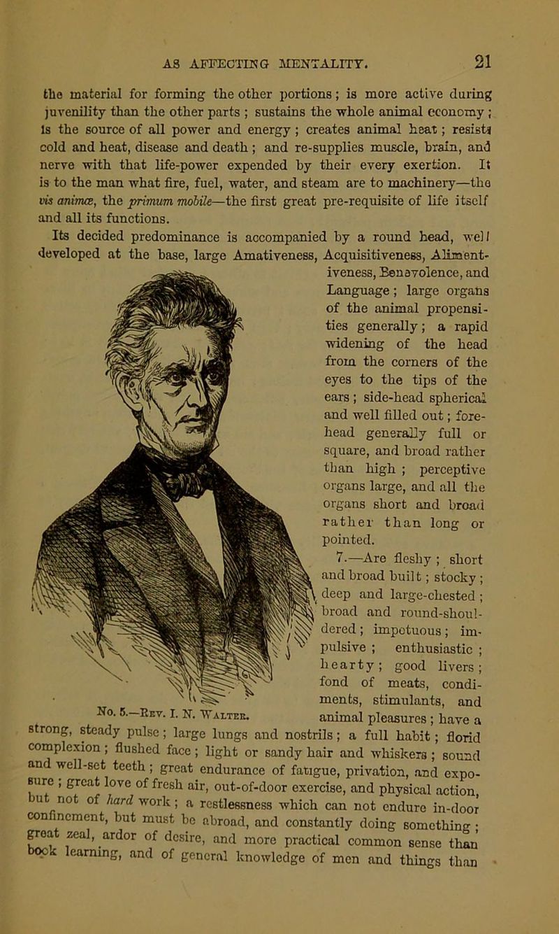 the material for forming the other portions; is more active during juvenility than the other parts ; sustains the whole animal economy ; Is the source of all power and energy ; creates animal heat; resists cold and heat, disease and death ; and re-supplies muscle, hrain, and nerve with that life-power expended by their every exertion. It is to the man what fire, fuel, water, and steam are to machinery—the vis anirrm, the primum mobile—the first great pre-requisite of life itself and all its functions. Its decided predominance is accompanied by a round head, well developed at the base, large Amativeness, Acquisitiveness, Alim'ent- iveness, Benevolence, and Language; large organs of the animal propensi- ties generally; a rapid widening of the head from the corners of the eyes to the tips of the ears; side-head spherical and well filled out; fore- head generally full or square, and broad rather than high ; perceptive organs large, and all the organs short and broad rather than long or pointed. 7.—Are fleshy ; short and broad built; stocky ; deep and large-chested ; broad and round-shoul- dered ; impotuous; im- pulsive ; enthusiastic ; hearty; good livers; fond of meats, condi- ments, stimulants, and No. 5.—Rev. I. N. Walter. animal pleasures ; have a strong, steady pulse; large lungs and nostrils; a full habit; florid complexion ; flushed face ; light or sandy hair and whiskers ; sound an well-set teeth ; great endurance of fatigue, privation, and expo- sure ; great love of fresh air, out-of-door exercise, and physical action, m not of hard work; a restlessness which can not endure in-door con incment, but must be abroad, and constantly doing something • groa zeal, ardor of desire, and more practical common sense than' . £■ learning, and of general knowledge of men and things than