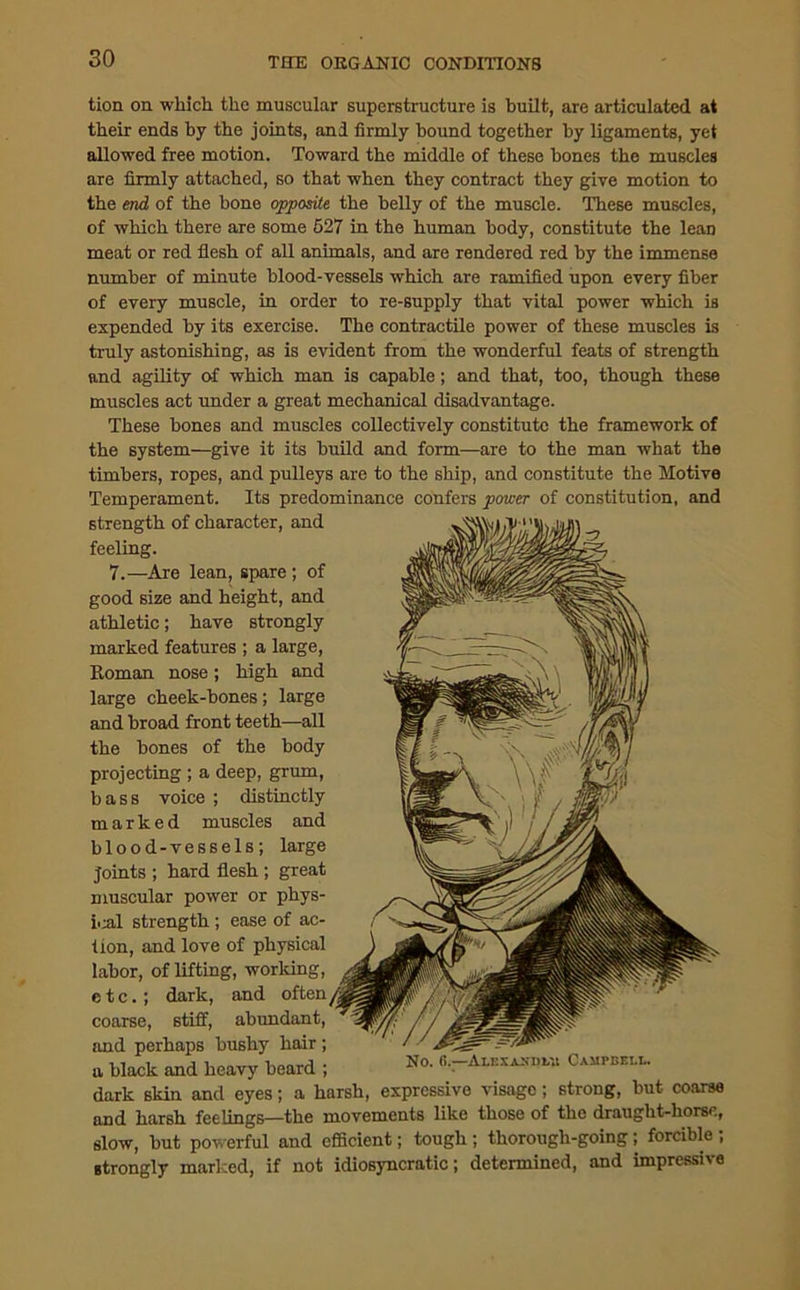 tion on which the muscular superstructure is built, are articulated at their ends by the joints, and firmly bound together by ligaments, yet allowed free motion. Toward the middle of these bones the muscles are firmly attached, so that when they contract they give motion to the end of the bone opposite the belly of the muscle. These muscles, of which there are some 527 in the human body, constitute the lean meat or red flesh of all animals, and are rendered red by the immense number of minute blood-vessels which are ramified upon every fiber of every muscle, in order to re-supply that vital power which is expended by its exercise. The contractile power of these muscles is truly astonishing, as is evident from the wonderful feats of strength and agility of which man is capable; and that, too, though these muscles act under a great mechanical disadvantage. These bones and muscles collectively constitute the framework of the system—give it its build and form—are to the man what the timbers, ropes, and pulleys are to the ship, and constitute the Motive Temperament. Its predominance confers power of constitution, and strength of character, and feeling. 7.—Are lean, spare ; of good size and height, and athletic; have strongly marked features ; a large, Roman nose; high and large cheek-bones; large and broad front teeth—all the bones of the body projecting ; a deep, grum, bass voice ; distinctly marked muscles and blood-vessels; large joints ; hard flesh ; great muscular power or phys- ical strength ; ease of ac- tion, and love of physical labor, of lifting, working, etc.; dark, and often coarse, stiff, abundant, and perhaps bushy hair ; a black and heavy beard ; dark skin and eyes; a harsh, expressive visage; strong, but coarse and harsh feelings—the movements like those of the draught-horse, slow, but powerful and efficient; tough ; thorough-going ; forcible ; strongly marked, if not idiosyncratic; determined, and impressive No. 6.—Alexxxdlu Campbell.