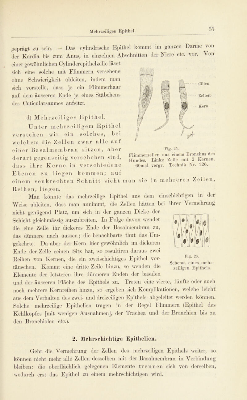 Mehrzeiliges Epithel. i)0 geprägt zu sein. — Das cyliiidrische Epithel kommt im ganzen Daime von der Kardia bis znm Amis, in einzelnen Abschnitten der Niere etc. vor. Von einer gewöhnlichen Cylinderepithelzelle lässt sich eine solche mit Flimmern versehene ohne Schwierigkeit ableiten, indem man sich vorstellt, dass je ein Flimmerhaar auf dem äusseren Ende je eines Stäbchens des Cnticularsanmes anfsitzt. Flimmerzollen aus einem Bronchus des Hundes. Linke Zelle mit 2 Kernen. GOmal vergr. Technik Nr. 126. d) Mehr zeitiges Epithel. Unter m e h r z e i 1 i g e m Epithel verstehen wir ein solches, bei welchem die Zellen zwar alle anf einer B a s a 1 m e m b r a n sitzen, a b e r derart gegenseitig verschoben sind, dass ihre Kerne in verschiedene Ebenen z n liegen kommen; auf einem senkrechten Schnitt sieht man sie in mehreren Zeilen, Reihen, liegen. j\Ian könnte das mehrzeilige Epithel aus dem einschichtigen in der Weise ableiten, dass man annimmt, die Zellen hätten bei ihrer Vermehrung nicht genügend Platz, um sich in der ganzen Dicke der Schicht gleichmässig auszubreiten. In Folge davon wendet die eine Zelle ihr dickeres Ende der Basalmembran zu, das dünnere nach aussen; die benachbarte thut das Um- gekehrte. Da aber der Kern hier gewöhnlich im dickeren Ende der Zelle seinen Sitz hat, so resultiren daraus zwei Reihen von Kernen, die ein zweischiclitiges Epithel Vor- täuschen. Kommt eine dritte Zeile hinzu, so wenden die Elemente der letzteren ihre dünneren Enden der basalen und der äusseren Fläche des Epithels zu. Treten eine vierte, fünfte oder auch noch mehrere Kernreihen hinzu, so ergeben sich Komplikationen, welche leiclit aus dem Verhalten des zwei- und dreizeiligen Epithels abgeleitet werden können. Solche mehrzeilige Epithelien tragen in der Regel Flimmern (Epithel des Kehlkopfes [mit Avenigen Ausnahmen], der Trachea und der Bronchien bis zu den Bronchiolen etc.). Fig. 26. Schema eines mehr zeiligeii Epithels. 2. Melirscliichtige Epithelien. Geht die Vermehrung der Zellen des mehrzeiligen Epithels weiter, so können nicht mehr alle Zellen desselben mit der Basalmembran in Verbindung bleiben: die oberflächlich gelegenen Elemente trennen sich von derselben, wodurch erst das Epithel zu einem mehrschichtigen wird.