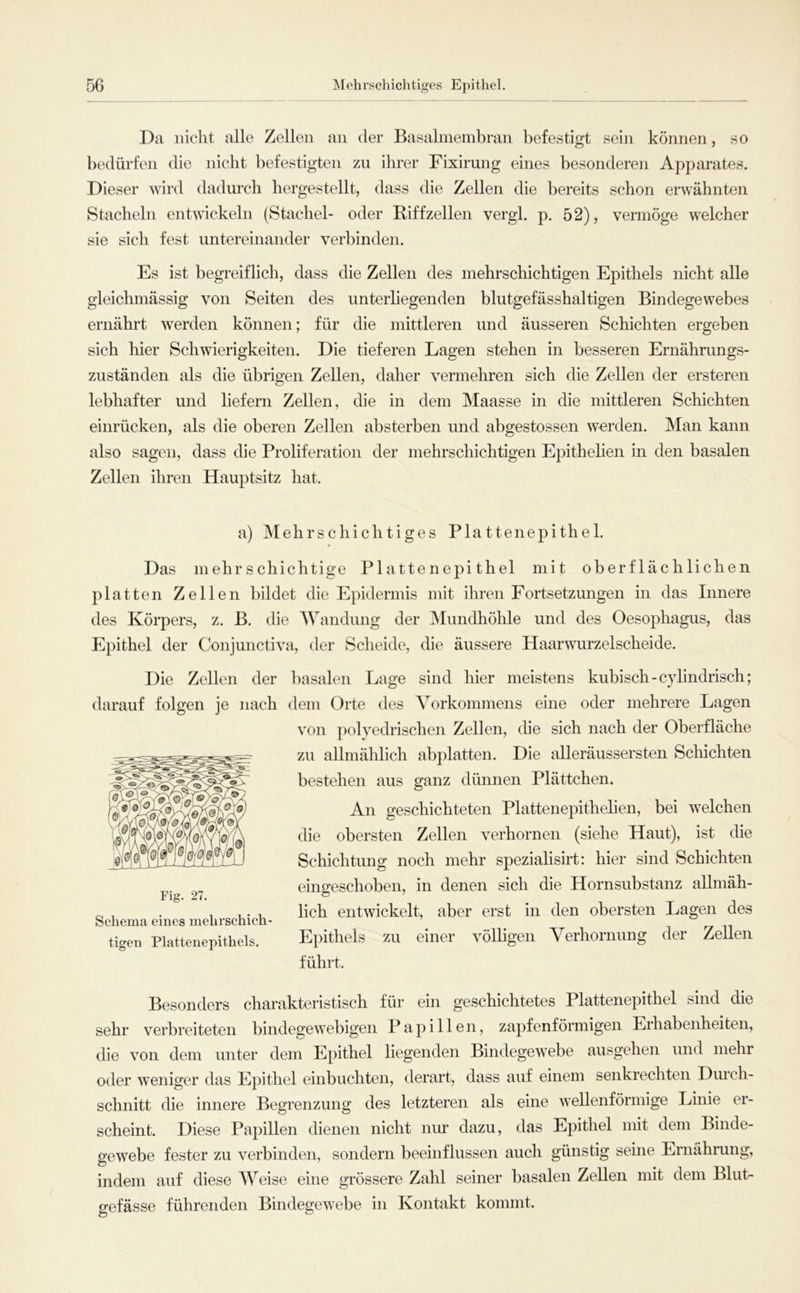 Da nicht alle Zellen an der Basalmembran befestigt sein können, so bedürfen die nicht befestigten zu ihrer Fixirung eines besonderen Apparates. Dieser wird dadurch hergestellt, dass die Zellen die bereits schon erwähnten Stacheln entwickeln (Stachel- oder Riffzellen vergl. p. 52), vermöge welcher sie sich fest untereinander verbinden. Es ist begreiflich, dass die Zellen des mehrschichtigen Epithels nicht alle gleichmässig von Seiten des unterliegenden blutgefässhaltigen Bindegewebes ernährt w^erden können; für die mittleren und äusseren Schichten ergeben sich hier Schwierigkeiten. Die tieferen Lagen stehen in besseren Ernährungs- zuständen als die übrigen Zellen, daher vermehren sich die Zellen der ersteren lebhafter und liefern Zellen, die in dem Maasse in die mittleren Schichten einrücken, als die oberen Zellen absterben und abgestossen werden. Man kann also sagen, dass die Proliferation der mehrschichtigen Epithelien in den basalen Zellen ihren Hauptsitz hat. a) Mehrschichtiges Plattenepithel. Das mehrschichtige Plattenepithel mit oberflächlichen platten Zellen bildet die Epidermis mit ihren Fortsetzungen in das Innere des Körpers, z. B. die Wandung der Mundhöhle und des Oesophagus, das Epithel der Conjunctiva, der Scheide, die äussere Haarwurzelscheide. Die Zellen der l)asalen Lage sind hier meistens kubisch-cylindrisch; darauf folgen je nach dem Orte des Vorkommens eine oder mehrere Lagen von polyedrischen Zellen, che sich nach der Oberfläche zu allmählich abplatten. Die alleräussersten Schichten bestehen aus ganz dünnen Plättchen. An geschichteten Plattenepithelien, bei welchen die obersten Zellen verhornen (siehe Haut), ist die Schichtung noch mehr speziahsirt: hier sind Schichten eingeschoben, in denen sich die Hornsubstanz allmäh- lich entwickelt, aber erst in den obersten Lagen des Epithels zu einer völligen Verhornung der Zellen führt. Besonders charakteristisch für ein geschichtetes Plattenepithel sind die sehr verbreiteten bindegewebigen Papillen, zapfenförmigen Erhabenheiten, die von dem unter dem Epithel liegenden Bindegewebe ausgehen und mehr oder weniger das Epithel einbuchten, derart, dass auf einem senkrechten Durch- schnitt die innere Begrenzung des letzteren als eine wHlenförmige Linie er- scheint. Diese Papillen dienen nicht nur dazu, das Epithel mit dem Binde- gewebe fester zu verbinden, sondern beeinflussen auch günstig seine Ernährung, indem auf diese Weise eine grössere Zahl seiner basalen Zellen mit dem Blut- gefässe führenden Bindegewebe in Kontakt kommt. Schema eines mehrschich- tigen Plattenepithels.