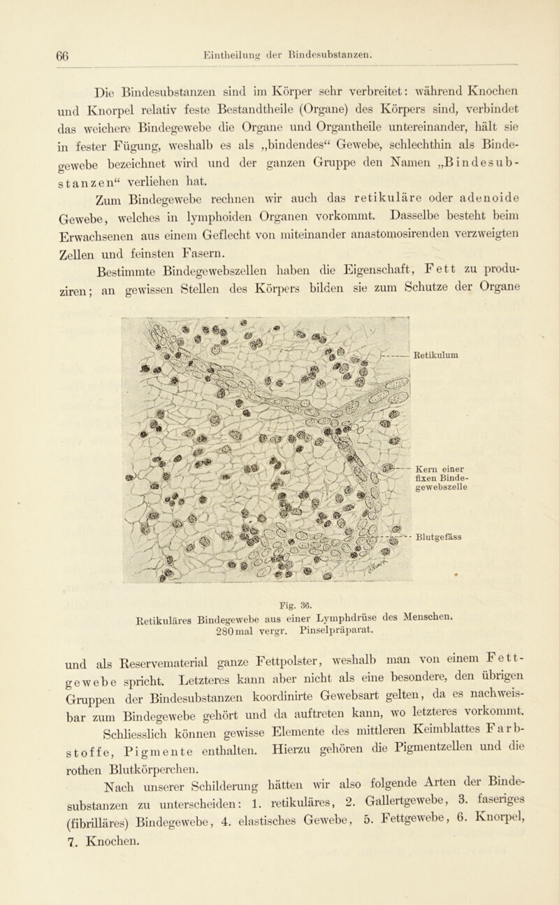 Die Bindesiibstanzeii sind im Körper sehr verbreitet: während Knochen und Knorpel relativ feste Bestandtheile (Organe) des Körpers sind, verbindet das weichere Bindegewebe die Organe und Organtheile untereinander, hält sie in fester Fügung, w^eshalb es als ,,bindendes“ Gewebe, schlechthin als Binde- gewebe bezeichnet wird und der ganzen Gruppe den Namen „Bindesub- stanzen“ verliehen hat. Zum Bindegewebe rechnen wir auch das retikuläre oder adenoide Gewebe, welches in lymphoiden Organen vorkommt. Dasselbe besteht beim Erwachsenen aus einem Geflecht von miteinander anastomosirenden verzweigten Zellen und feinsten Fasern. Bestimmte Bindegewebszellen haben die Eigenschaft, Fett zu produ- ziren; an gewissen Stellen des Körpers bilden sie zum Schutze der Organe Retikulum Kern einer fixen Binde- gewebszelle Blutgefäss Fig. 36. Retikuläres Bindegewebe aus einer Lymphdrüse des Menschen. 280 mal vergr. Pinselpräparat. und als Reservematerial ganze Fettpolster, weshalb man von einem Fett- gewebe spricht. Letzteres kann aber nicht als eine besondere, den übrigmi Gruppen der Bindesubstanzen koordinirte Gewebsart gelten, da es nachweis- bar zum Bindegewebe gehört und da auftreten kann, wo letzteres vorkommt. Schliesslich können gewisse Elemente <les mittleren Keimblattes Falb- st off e, Pigmente enthalten. Hierzu gehören die Pigmentzellen und die rothen Blutkörperchen. Nach unserer Schilderung hätten wir also folgende Arten dei Binde- substanzen zu unterscheiden: 1. retikuläres, 2. Gallertgewebe, 3. faseriges (fibrilläres) Bindegewebe, 4. elastisches Gewebe, 5. Fettgewebe, 6. Knorpel, 7. Knochen.
