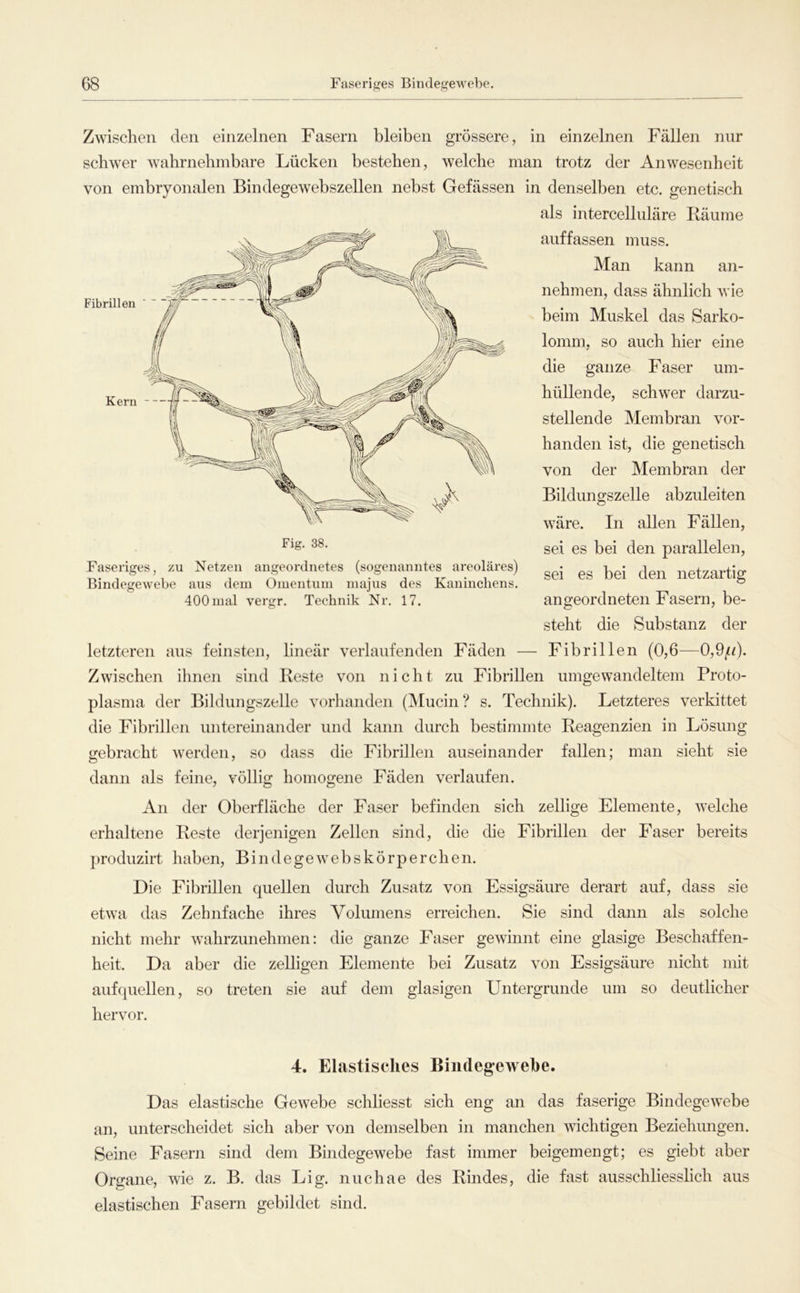 Zwischen den einzelnen Fasern bleiben grössere, in einzelnen Fällen nur schwer wahrnehmbare Lücken bestehen, welche man trotz der Anwesenheit von embryonalen Bindegewebszellen nebst Gelassen in denselben etc. genetisch als intercelluläre Räume auffassen muss. Man kann an- nehmen, dass ähnlich wie beim Muskel das Sarko- lomm, so auch hier eine die ganze Faser um- hüllende, schwer darzu- stellende Membran vor- handen ist, die genetisch von der Membran der Bildungszelle abzuleiten wäre. In allen Fällen, sei es bei den parallelen, sei es bei den netzartig angeordneten Fasern, be- steht die Substanz der letzteren aus feinsten, lineär verlaufenden Fäden — Fibrillen (0,6—0,9^i). Zwischen ihnen sind Reste von nicht zu Fibrillen umgewandeltem Proto- plasma der Bildungszelle vorhanden (Mucin? s. Technik). Letzteres verkittet die Fibrillen untereinander und kann durch bestimmte Reagenzien in Lösung gebracht werden, so dass die Fibrillen auseinander fallen; man sieht sie dann als feine, völlig homogene Fäden verlaufen. An der Oberfläche der Faser befinden sich zellige Elemente, welche erhaltene Reste derjenigen Zellen sind, die die Fibrillen der Faser bereits produzirt haben, Bindegewebskörperchen. Die Fibrillen quellen durch Zusatz von Essigsäure derart auf, dass sie etwa das Zehnfache ihres Volumens erreichen. Sie sind dann als solche nicht mehr wahrzunehmen: die ganze Faser gewinnt eine glasige Beschaffen- heit. Da aber die zelligen Elemente bei Zusatz von Essigsäure nicht mit auf quellen, so treten sie auf dem glasigen Untergründe um so deutlicher hervor. Faseriges, zu Netzen angeordnetes (sogenanntes areoläres) Bindegewebe aus dem Omeiituui majus des Kaninchens. 400 mal vergr. Technik Nr. 17. 4. Elastisches Biiidegewehe. Das elastische Gewebe schliesst sich eng an das faserige Bindegetvebe an, unterscheidet sich aber von demselben in manchen wichtigen Beziehungen. Seine Easern sind dem Bindegewebe fast immer beigemengt; es giebt aber Organe, wie z. B. das Lig. nuchae des Rindes, die fast ausschliesslich aus elastischen Easern gebildet sind.