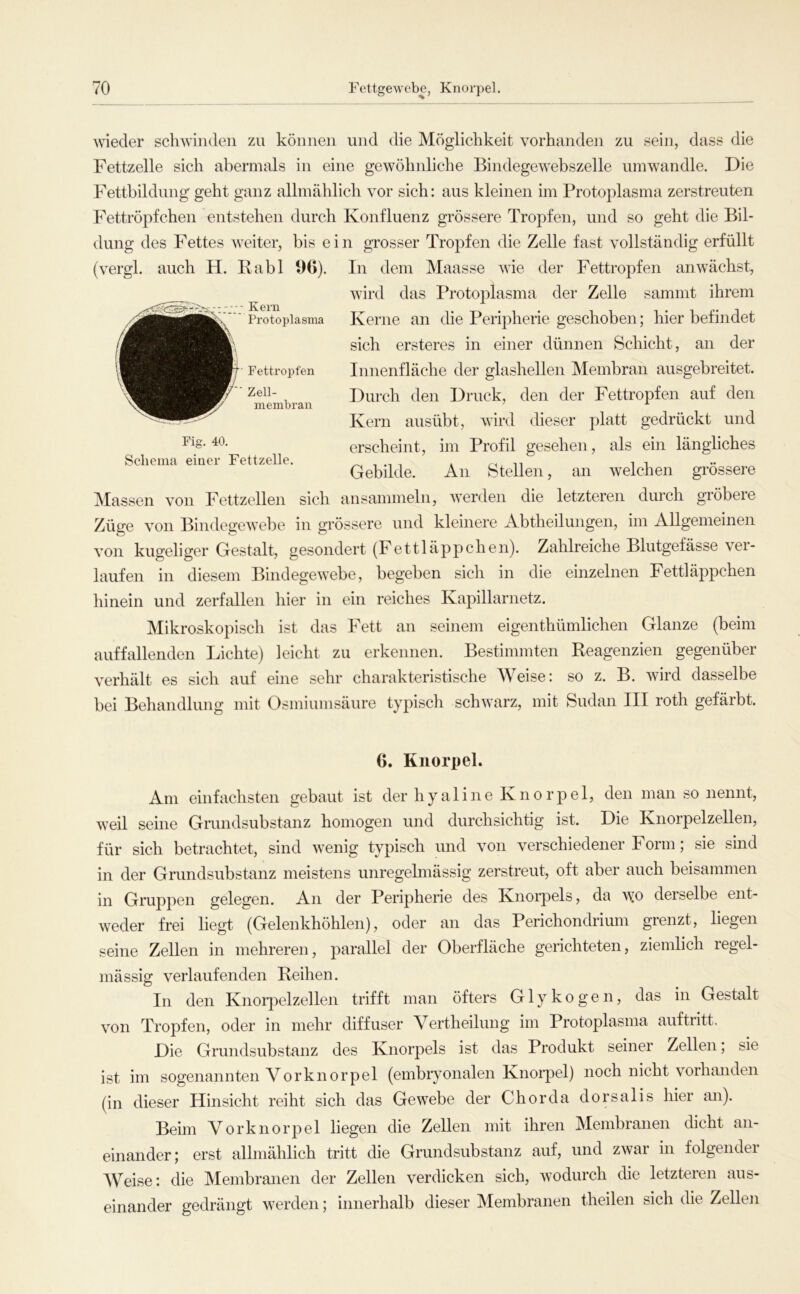 wieder schwinden zu können und die Möglichkeit vorhanden zu sein, dass die Fettzelle sich abermals in eine gewöhnliche Bindegewebszelle umwandle. Die Fettbildung geht ganz allmählich vor sich: aus kleinen im Protoplasma zerstreuten Fettröpfchen entstehen durch Konfluenz grössere Tropfen, und so geht die Bil- dung des Fettes weiter, bis ein grosser Tropfen die Zelle fast vollständig erfüllt (vergl. auch H. Rabl 96). In dem Maasse wie der Fettropfen anwächst, wird das Protoplasma der Zelle sammt ihrem Kerne an die Peripherie geschoben; hier befindet sich ersteres in einer dünnen Schicht, an der Innenfläche der glashellen Membran ausgebreitet. Durch den Druck, den der Fettropfen auf den Kern ausübt, wird dieser platt gedrückt und erscheint, im Profil gesehen, als ein längliches Gebilde. An Stellen, an welchen grössere Massen von Fettzellen sich ansammeln, werden die letzteren durch gröbere Züge von Bindegewebe in grössere und kleinere Abtheilungen, im Allgemeinen Kern Protoplasma Fettropfen Zell- membran Fig. 40. Schema einer Fettzelle. von kugeliger Gestalt, gesondert (Fettläppchen). Zahlreiche Blutgefässe ver- laufen in diesem Bindegewebe, begeben sich in die einzelnen Fettläppchen hinein und zerfallen hier in ein reiches Kapillarnetz. Mikroskopisch ist das Fett an seinem eigenthümlichen Glanze (beim auffallenden Lichte) leicht zu erkennen. Bestimmten Reagenzien gegenüber verhält es sich auf eine sehr charakteristische Weise: so z. B. wird dasselbe bei Behandlung mit Osmiumsänre typiscli schwarz, mit Sudan III roth gefärbt. 6. Knorpel. Am einfachsten gebaut ist der hyaline Knorpel, den man so nennt, weil seine Grundsubstanz homogen und durchsichtig ist. Die Knorpelzellen, für sich betrachtet, sind wenig typisch und von verschiedener Form; sie sind in der Grundsubstanz meistens unregelmässig zerstreut, oft aber auch beisammen in Gruppen gelegen. An der Peripherie des Knorpels, da \yo derselbe ent- weder frei liegt (Gelenkhöhlen), oder an das Perichondrium grenzt, liegen seine Zellen in mehreren, parallel der Oberfläche gerichteten, ziemlich regel- mässig verlaufenden Reihen. In den Knorpelzellen trifft man öfters Glykogen, das in Gestalt von Tropfen, oder in mehr diffuser Mertheilung im Protoplasma auftritt. Die Grundsubstanz des Knorpels ist das Produkt seiner Zellen; sie ist im sogenannten Vor kn orpel (embiyonalen Knorpel) noch nicht vorhanden (in dieser Hinsicht reiht sich das Gewebe der Chorda dorsalis hier an). Beim Vorknorpel liegen die Zellen mit ihren Membranen dicht an- einander; erst allmählich tritt die Grundsubstanz auf, und zwar in folgender AVeise: die Membranen der Zellen verdicken sich, wodurch die letzteren aus- einander gedrängt werden; innerhalb dieser Membranen theilen sich die Zellen