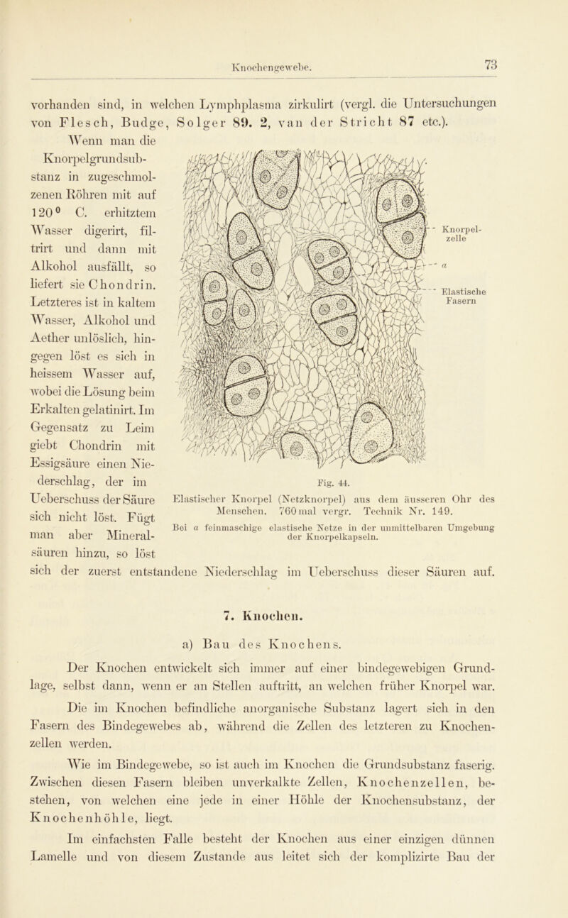 l\nochemreAvel)e. vorhanden sind, in welchen Lymphplasnia zirkulirt (vergl. die Untersuchungen von Flesch, Budge, Solger 89. 2, van der Stricht 87 etc.). Wenn man die Knorpelgrundsub- stanz in zugeschmol- zenen Röhren mit auf 120® C. erhitztem Wasser digerirt, fil- trirt und dann mit Alkohol ausfällt, so liefert sie Chon d rin. Letzteres ist in kaltem AV asser, Alkohol und Aether unlöslich, hin- gegen löst es sich in heissem AYasser auf, wobei die Lösung beim Erkalten gelatinirt. Im Gegensatz zu Leim giebt Chondrin mit Essigsäure einen Nie- derschlag , der im Ueberschuss der Säure sich nicht löst. Fügt man aber Alineral- säuren liinzu, so löst sich der zuerst entstandene Niederschlag im l'eberschuss dieser Säuren auf. 7. Knochen. a) Bau des Knochens. Der Knochen entwickelt sich immer auf einer bindegewebigen Grund- lage, selbst dann, wenn er an Stellen auftiitt, an welchen früher Knorpel war. Die im Knochen befindliche anorganische Substanz lagert sich in den Fasern des Bindegewebes ab, während die Zellen des letzteren zu Knochen- zellen werden. AAbe im Bindegewebe, so ist auch im Knochen die Grundsubstanz faserig. Zwischen diesen Fasern bleiben unverkalkte Zellen, Knochenzellen, be- stehen, von welchen eine jede in einer Höhle der Knochensubstanz, der Kiiochenhöhle, liegt. Im einfachsten Falle besteht der Knochen aus einer einzigen dünnen Lamelle und von diesem Zustande aus leitet sich der komplizirte Bau der Knorpel- zelle Elastische Fasern Fig. 44. Elastiselior Knor])el (Netzknor])el) aus dein äusseren Ohr des Menschen. 760 mal vergr. Technik Nr. 149. Bei a feinmaschige elastische Netze in der unmittelbaren Umgebung der Knorpelkapseln.