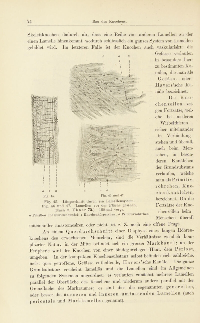 Skelettknochen dadurch ab, dass eine Reihe von anderen Lamellen zu der einen Lamelle hinzukommt, wodurch schliesslich ein ganzes System von Lamellen gebildet wird. Im letzteren Falle ist der Knochen auch vaskularisirt: die Gefässe verlaufen in besonders hier- zu bestimmten Ka- nälen, die man als Gefäss- oder Hävers’sche Ka- näle bezeichnet. Die Kno- chenzellen zei- gen Fortsätze, wel- che bei niederen AVirbelthieren sicher miteinander in Verbindung stehen und überall, auch beim Men- schen, in beson- deren Kanälchen der Grundsubstanz verlaufen, welche man als Primitiv- röhrchen, Kno- chenkanälchen, bezeichnet. Ob die Fortsätze der Kno- chenzellen beim Menschen überall a c a d ad Fig. 45. Fig- Fig. 45. Längsschnitt durch ein Lamellensystein. Fig. 46 lind 47. Lamellen vor der Fläche gesehen. (Nach V. Ebner 75.) 460 mal vergr. a Fibrillen und Fibrillenbündel; c Knochenkörperchen; d Priniitivröhrchen. miteinander anastomosiren oder nicht, ist z. Z. noch eine offene Fiage. An einem Q,uerdurch schnitt einer Diaphyse eines langen Röhren- knochens des erwachsenen IVIenschen, sind die Verhältnisse ziemlich kom- plizirter Natur: in der Mitte befindet sich ein grosser Markkanal; an der Peripherie wird der Knochen von einer bindegewebigen Haut, dem Periost, umgeben. In der kompakten Knochen Substanz selbst befinden sich zahli eiche, meist quer getroffene, Gefässe enthaltende, Hävers sehe Kanäle. Die ganze Grundsubstanz erscheint lamellös und die Lamellen sind im Allgemeinen zu folgenden Systemen angeordnet: es verlaufen zunächst mehrere Lamellen parallel der Oberfläche des Knochens und wiederum andere parallel mit der Grenzfläche des Markraumes; es sind dies die sogenannten generellen, oder besser die äusseren und innere n umfassenden Lamelle n (auch periostale und Marklamellen genannt).
