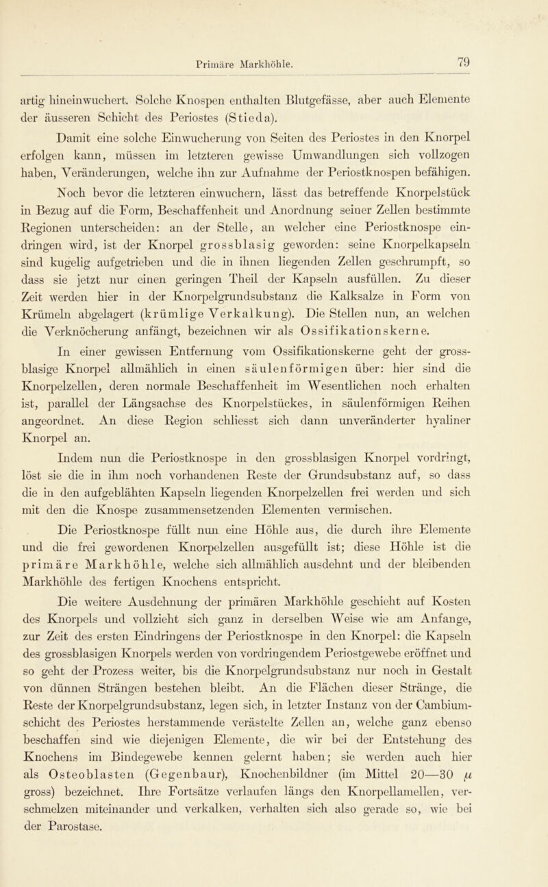 artig hineinwuchert. Solche Knospen enthalten Blutgefässe, aber auch Elemente der äusseren Schicht des Periostes (Stieda). Damit eine solche Einwucherung von Seiten des Periostes in den Knorpel erfolgen kann, müssen im letzteren gewisse Umwandlungen sich vollzogen haben, Veränderungen, welche ihn zur Aufnahme der Periostknospen befähigen. Noch bevor die letzteren einwuchern, lässt das betreffende Knorpelstück in Bezug auf die Form, Beschaffenheit und Anordnung seiner Zellen bestimmte Regionen unterscheiden: an der Stelle, an welcher eine Periostknospe ein- dringen wird, ist der Knorpel grossblasig geworden: seine Knorpelkapseln sind kugelig aufgetrieben und die in ihnen liegenden Zellen geschrumpft, so dass sie jetzt nur einen geringen Theil der Kapseln ausfüllen. Zu dieser Zeit werden hier in der Knorpelgrundsubstanz die Kalksalze in Form von Krümeln abgelagert (krümlige Verkalkung). Die Stellen nun, an welchen die Verknöcherung anfängt, bezeichnen wir als Ossifikationskerne. In einer gewissen Entfernung vom Ossifikationskerne geht der gross- blasige Knorpel allmählich in einen säulenförmigen über: hier sind die Knorpelzellen, deren normale Beschaffenheit im Wesentlichen noch erhalten ist, parallel der Längsachse des Knorpelstückes, in säulenförmigen Reihen angeordnet. An diese Region schliesst sich dann unveränderter hyaliner Knorpel an. Indem nun die Periostknospe in den grossblasigen Knorpel vordringt, löst sie die in ihm noch vorhandenen Reste der Grundsubstanz auf, so dass die in den aufgeblähten Kapseln liegenden Knorpelzellen frei werden und sich mit den die Knospe zusammensetzenden Elementen vermischen. Die Periostknospe füllt nmi eine Höhle aus, die durch ihre Elemente und die frei gewordenen Knoi’pelzellen ausgefüllt ist; diese Höhle ist die primäre Markhöhle, welche sich allmählich ausdehnt und der bleibenden Markhöhle des fertigen Knochens entspricht. Die weitere Ausdehnung der primären Markhöhle geschieht auf Kosten des Knorpels und vollzieht sich ganz in derselben Weise wie am Anfänge, zur Zeit des ersten Eindringens der Periostknospe in den Knorpel: die Kapseln des grossblasigen Knoq^els werden von vordringendem Periostgewebe eröffnet und so geht der Prozess weiter, bis die Knorpelgrundsubstanz nur noch in Gestalt von dünnen Strängen bestehen bleibt. An die Flächen dieser Stränge, die Reste der Knorpelgrundsubstanz, legen sich, in letzter Instanz von der Cambium- schicht des Periostes herstammende verästelte Zellen an, welche gmiz ebenso beschaffen sind wie diejenigen Elemente, die wir bei der Entstehung des Knochens im Bindegewebe kennen gelernt haben; sie werden auch hier als Osteoblasten (Gegenbaur), Knochenbildner (im Mittel 20—30 gross) bezeichnet. Ihre Fortsätze verlaufen längs den Knorpellamellen, ver- schmelzen miteinander und verkalken, verhalten sich also gerade so, wie bei der Parostase.
