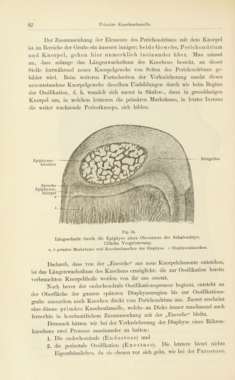 Primäre Knochenlamelle Der Zusammenhang der Elemente des Perichondriums mit dem Knorpel ist im Bereiche der Grube ein äusserst inniger; beide Gewebe, Perichondrium und Knorpel, gehen hier unmerklich ineinander über. Man nimmt an, dass solange das Längenwachsthum des Knochens besteht, an dieser Stelle fortwährend neues Knorpelgewebe von Seiten des Perichondriums ge- bildet wird. Beim weiteren Fortschreiten der Verknöcherung macht dieses neuentstandene Knorpelgewebe dieselben Umbildungen durch wie beim Beginn der Ossifikation, d. h. wandelt sich zuerst in Säulen-, dann in grossblasigen Knorpel um, in welchen letzteren die primären Markräume, in letzter Instanz die weiter wachsende Periostknospe, sich bilden. Epiphysen- knochen Encoehe Epiphysen- knorpel a - Blutgefäss Fig. 54. Längsschnitt durch die Pypiphyse eines Oheiarmes des Schafembryo. 12fache Yergrösserung. ö, h primäre Markräume und Knochenlamellen der Diaphyse. c Diaphysenknochen. Dadurch, dass von der „Encoche“ aus neue Knorpelelemente entstehen, ist das Längenwachsthum des Knochens ermöglicht: die zur Ossifikation bereits verbrauchten Knoipeltheile werden von ihr aus ersetzt. Noch bevor der endochondrale Ossifikationsprozess beginnt, entsteht an der Oberfläche der ganzen späteren Diaphysenregion bis zur Ossifikations- grube ausserdem noch Knochen direkt vom Perichondrium aus. Zuerst ei scheint eine dünne primäre Knochenlamelle, w’elche an Dicke immei zunehmend auch fernerhin in kontinuirlichem Zusammenhang mit der „Encoche bleibt. Demnach hätten wir bei der Verknöcherung der Diaphyse eines Röhren- knochens zwei Prozesse auseinander zu halten: 1. Die endochondrale (Endostose) und 2. die periostale Ossifikation (Exostose). Die letztere bietet nichts Eigenthümliches, da sie ebenso vor sich geht, wie bei der Parostose.