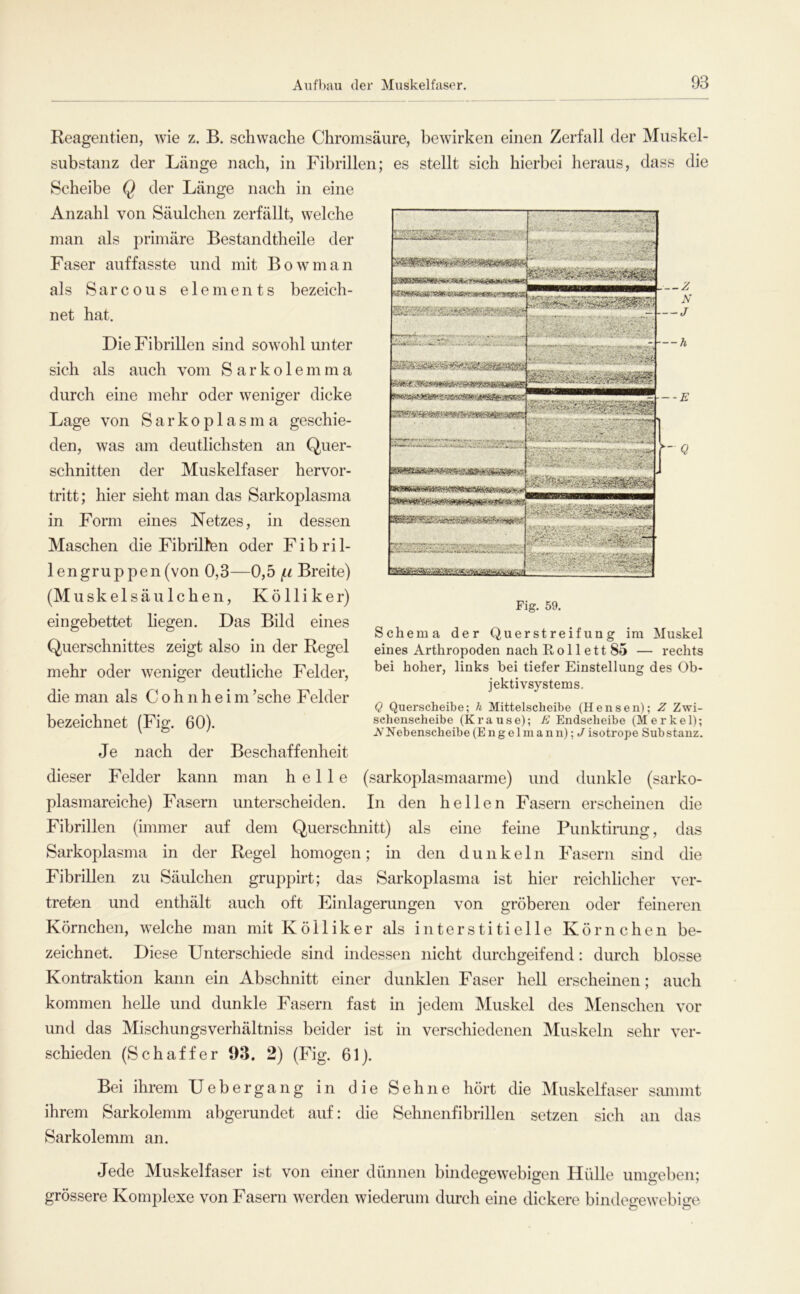 Reagentien, wie z. B. schwache Chromsäure, bewirken einen Zerfall der Miiskel- substanz der Länge nach, in Fibrillen; Scheibe Q der Länge nach in eine Anzahl von Säulchen zerfällt, welche man als primäre Bestandtheile der Faser auffasste und mit Bowman als Sarcous elements bezeich- net hat. Die Fibrillen sind sowohl unter sich als auch vom Sarkolemma durch eine mehr oder weniger dicke Lage von S a r k o p 1 a s m a geschie- den, was am deutlichsten an Quer- schnitten der Muskelfaser hervor- tritt; hier sieht man das Sarkoplasma in Form eines Netzes, in dessen Maschen die Fibrillen oder Fibril- lengruppen (von 0,3—0,5 iLi Breite) (Muskel säulchen, Kölliker) eingebettet liegen. Das Bild eines Querschnittes zeigt also in der Regel mehr oder weniger deutliche Felder, die man als C o h n h e i m ’sche Felder bezeichnet (Fig. 60). Je nach der Beschaffenheit es stellt sich hierbei heraus, dass die Fig. 59. Schema der Querstreifung ira Muskel eines Arthropoden nach E-ollettSo — rechts bei hoher, links bei tiefer Einstellung des Ob- jektivsystems. Q Querscheibe; h Mittelscheibe (Hensen); Z Zwi- schenseheibe (Krause); E Endseheibe (Merkel); VNebenscheibe (Engelmann); J isotrope Substanz. dieser Felder kann man helle (sarkoplasmaarme) und dunkle (sarko- plasmareiche) Fasern unterscheiden. In den hellen Fasern erscheinen die Fibrillen (immer auf dem Querschnitt) als eine feine Punktimng, das Sarkoplasma in der Regel homogen; in den dunkeln Fasern sind die Fibrillen zu Säulchen gruppirt; das Sarkoplasma ist hier reichlicher ver- treten und enthält auch oft Einlagerungen von gröberen oder feineren Körnchen, welche man mit Kölliker als interstitielle Körnchen be- zeichnet. Diese Unterschiede sind indessen nicht durchgeifend: durch blosse Kontraktion kann ein Abschnitt einer dunklen Faser hell erscheinen; auch kommen heile und dunkle Fasern fast in jedem Muskel des INIenschen vor und das Mischungsverhältniss beider ist in verschiedenen Muskeln sehr ver- schieden (Schaffer 93. 2) (Fig. 61). Bei ihrem Uebergang in die Sehne hört die iVIuskelfaser smnmt ihrem Sarkolemm abgerundet auf: die Sehnenfibrillen setzen sich an das Sarkolemm an. Jede Muskelfaser ist von einer dünnen bindegewebigen Hülle umgeben; grössere Komplexe von Fasern werden wiederum durch eine dickere bindeo-eweblire