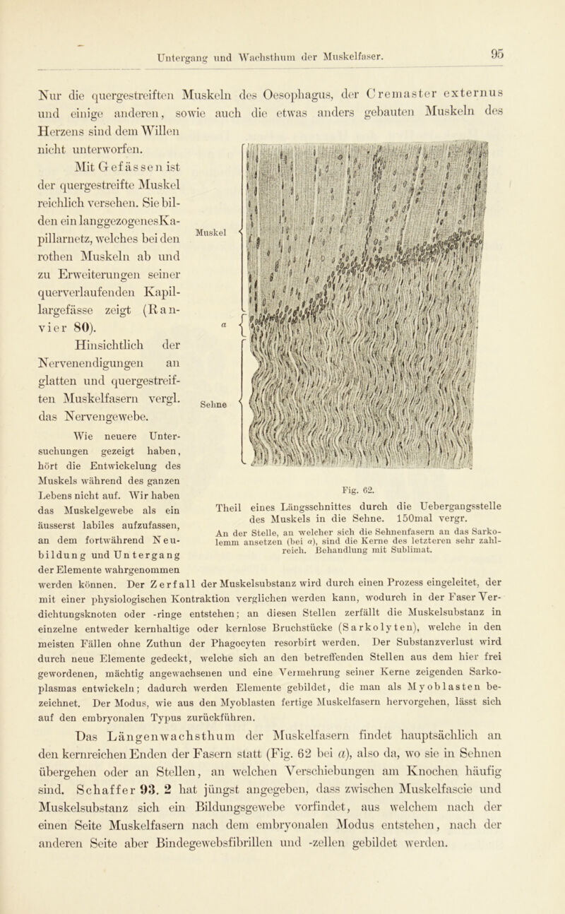 Untergang und Waehsthnni der Muskelfaser. Kur die quergestreifüui Muskeln des Oesojdiagus, der Cremaster externus und einige anderen, sotvie auch die etwas anders gebauten Muskeln des Herzens sind dem \Villen Muskel Seime nicht unterworfen. Mit Gef ässen ist der quergestreifte Muskel reichlich versehen. Sie bil- den ein langgezogenesKa- pillarnetz, welches bei den rothen Muskeln ab und zu Erweiterungen seiner querverlaufenden Kapil- largefässe zeigt (Ran- vier 80). Hinsichtlich der Kervenendigungen an glatten und quergestreif- ten jMuskelfasern vergl. das Nervengewebe. Wie neuere Unter- suchungen gezeigt haben, hört die Entwickelung des Muskels während des ganzen Lebens nicht auf. Wir haben das Muskelgewebe als ein äusserst labiles aufzufassen, an dem fortwährend Neu- bildung undUntergang der Elemente wahrgenommen werden können. Der Zerfall der Muskelsubstanz wird durch einen Prozess eingeleitet, der mit einer physiologischen Kontraktion verglichen werden kann, Avodurch in der Faser Ver- dichtungsknoten oder -ringe entstehen; an diesen Stellen zerfällt die Muskelsubstanz in einzelne entweder kernhaltige oder kernlose Bruchstücke (Sarkolyteu), welche in den meisten Fällen ohne Zuthun der Phagocyten resorbirt werden. Der Substanzverlust wird durch neue Elemente gedeckt, welche sich an den betreffenden Stellen aus dem hier frei gewordenen, mächtig angewachseuen und eine Vermehrung seiner Kerne zeigenden Sarko- plasmas entwickeln; dadurch werden Elemente gebildet, die man als Myoblasten be- zeichnet. Der Modus, wie aus den Myoblasten fertige iSluskelfasern hervorgehen, lässt sich auf den embryonalen Typus zurückführen. Fig. 62. Theil eines Längsschnittes durch die Uebergangsstelle des Muskels in die Sehne. löOmal vergr. An der Stelle, an welcher sich die Sehnenfasern an das Sarko- lemm ansetzen (hei «), sind die Kerne des letzteren sehr zahl- reich. Behandlung mit Sublimat. Das Längenwachstbum der IMuskelfasern findet hauptsäcblicli an den kernreichen Enden der Fasern statt (Fig. 62 bei a), also da, wo sie in Sehnen übergehen oder an Stellen, an welchen Verschiebungen am Knochen häufig sind. Schaffer 93. 2 hat jüngst angegeben, dass zwischen ^luskelfascie und Muskelsubstanz sich ein Bildungsgewebe vorfindet, aus welchem nach der einen Seite Muskelfasern nach dem embryonalen Modus entstehen, nach der anderen Seite aber BindegeAvebsfibrillen und -zellen gebildet werden.