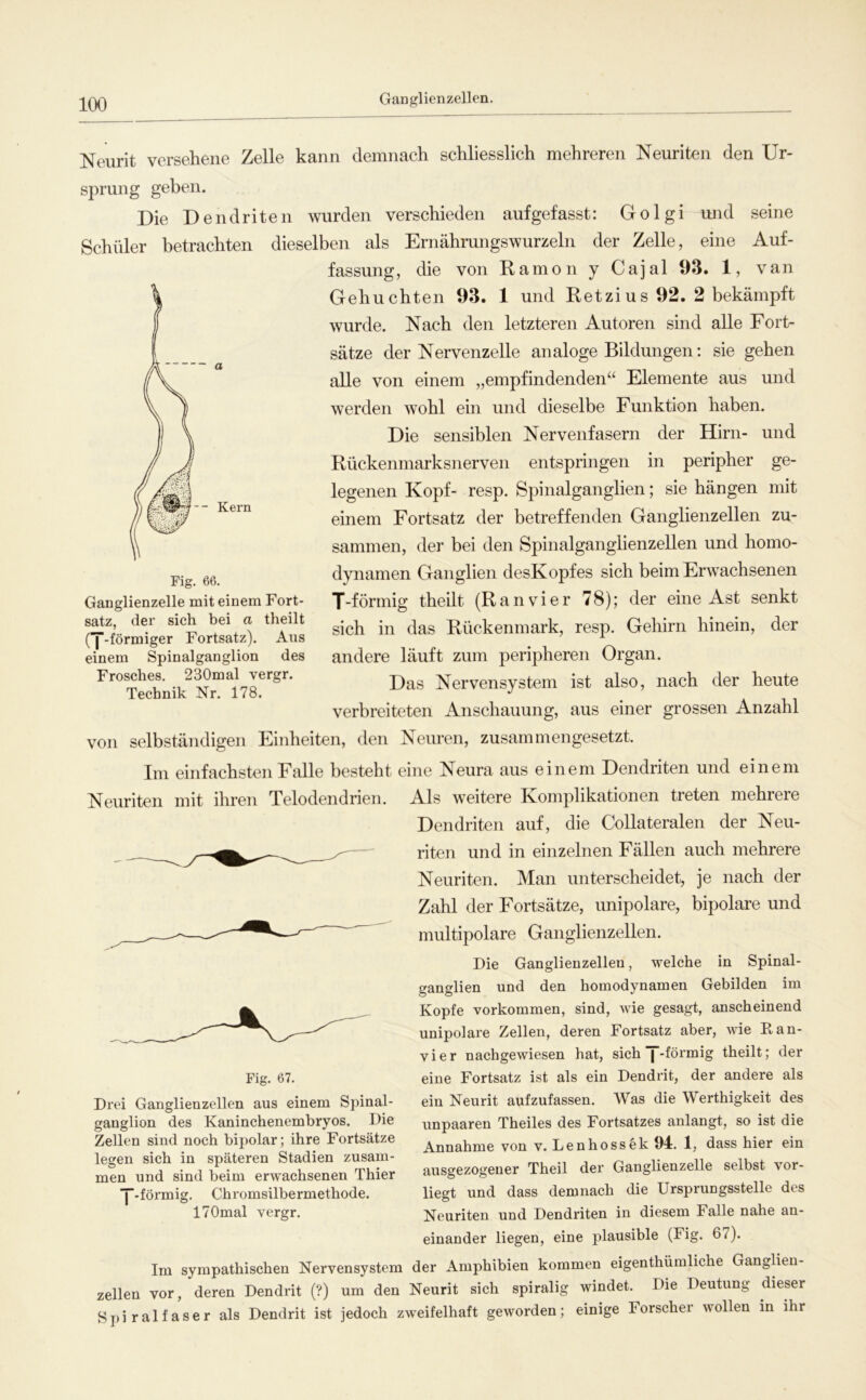 Ganglienzellen -- Kern Fig. 66. Ganglienzelle mit einem Fort- satz, der sich bei a theilt ([“-förmiger Fortsatz). Ans einem Spinalganglion des Frosches. 230mal vergr. Technik Nr. 178. Neurit versehene Zelle kann demnach schliesslich mehreren Neuriten den Ur- sprung geben. Die Dendriten wurden verschieden auf gefasst: Golgi und seine Schüler betrachten dieselben als Ernähmngswurzeln der Zelle, eine Auf- fassung, die von Dämon y Cajal 93. 1, van Gebuchten 93. 1 und Retzius 92. 2 bekämpft wurde. Nach den letzteren Autoren sind alle Fort- sätze der Nervenzelle analoge Bildungen: sie gehen alle von einem „empfindenden“ Elemente aus und werden wohl ein und dieselbe Funktion haben. Die sensiblen Nervenfasern der Hirn- und Rückenmarksnerven entspringen in peripher ge- legenen Kopf- resp. Spinalganglien; sie hängen mit einem Fortsatz der betreffenden Ganglienzellen zu- sammen, der bei den Spinalganglienzellen und homo- dynamen Ganglien desKopfes sich beim Erwachsenen T-förmig theilt (Ranvier 78); der eine Ast senkt sich in das Rückenmark, resp. Gehirn hinein, der andere läuft zum peripheren Organ. Das Nervensystem ist also, nach der heute verbreiteten Anschauung, aus einer grossen Anzahl von selbständigen Einheiten, den Neuren, zusammengesetzt. Im einfachsten Falle besteht eine Neura aus einem Dendriten und einem Neuriten mit ihren Telodendrien. Als weitere Komplikationen treten mehrere Dendriten auf, die Collateralen der Neu- riten und in einzelnen Fällen auch mehrere Neuriten. Man unterscheidet, je nach der Zahl der Fortsätze, unipolare, bipolare und multipolare Ganglienzellen. Die Ganglienzellen, welche in Spinal- ganglien und den homodynamen Gebilden im Kopfe Vorkommen, sind, Avie gesagt, anscheinend unipolare Zellen, deren Fortsatz aber, wie Ran- vier nachgewiesen hat, sich | -förmig theilt; der eine Fortsatz ist als ein Dendrit, der andere als ein Neurit aufzufassen. Was die Werthigkeit des unpaaren Theiles des Fortsatzes anlangt, so ist die Annahme von v. Lenhossök 94:. 1, dass hier ein ausgezogener Theil der Ganglienzelle selbst vor- liegt und dass demnach die Ursprungsstelle des Neuriten und Dendriten in diesem Falle nahe an- einander liegen, eine plausible (Fig. 67). Im sympathischen Nervensystem der Amphibien kommen eigenthümliche Ganghen- zellen vor, deren Dendrit (?) um den Neurit sich spiralig windet. Die Deutung dieser Spiralfaser als Dendrit ist jedoch zweifelhaft geworden; einige Forscher wollen in ihr Fig. 67. Drei Ganglienzellen aus einem Spinal- ganglion des Kaninchenembryos. Die Zellen sind noch bipolar; ihre Fortsätze legen sich in späteren Stadien zusam- men und sind beim erwachsenen Thier ■[-förmig. Chromsilbermethode. 170mal vergr.
