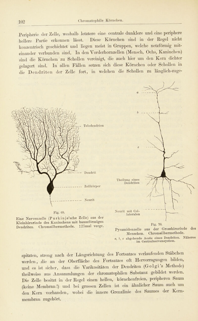 Chroinatophile Körnchen. Peripherie der Zelle, weshalb letztere eine centrale dunklere und eine periphere hellere Partie erkennen lässt. Diese Körnchen sind in der Regel nicht konzentrisch geschichtet und liegen meist in Gruppen, welche netzförmig mit- einander verbunden sind. In den Vorderhornzellen (Mensch, Ochs, Kaninchen) sind die Körnchen zu Schollen vereinigt, die auch hier um den Kern dichter gelagert sind. In allen Fällen setzen sich diese Körnchen oder Schollen in die Dendriten der Zelle fort, in welchen die Schollen zu länglich-zuge- Telodendrion Dendrit Zellkörper Neurit Fig. G9. Eine Nervenzelle (P u rkinj e’sche Zelle) aus der Kleinhirnrinde des Kaninchens mit baumförmigen Dendriten. Chromsilbermethode. 125mal vergr. Fig. 70. Pyramidenzelle aus der Grosshirurinde des Menschen. Chromsilbermethode. a h, c abgehende Aeste eines Dendriten. Näheres im Centralnervensystem. spitzten, streng nach der Längsrichtung des Fortsatzes verlaufenden Stäbchen werden, .die an der Oberfläche des Fortsatzes oft Hervorragungen bilden, und es ist sicher, dass die Varikositäten der Dendriten (Golgi’s Methode) theilweise aus Ansammlungen der chromatophilen Substanz gebildet weiden. Die Zelle besitzt in der Regel einen hellen, körnchenfreien, peiipheren Saum (keine Membran!) und bei grossen Zellen ist ein ähnlicher Saum auch um den Kern vorhanden, wobei die innere Grenzlinie des Saumes der Kern- membran zugehört.
