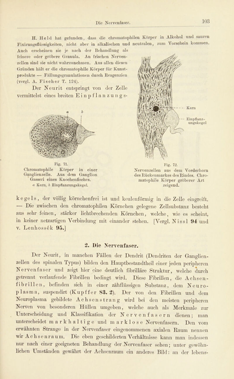 Die Nervenfaser. H. Held hat gefunden, dass die chromatophilen Körper in Alkohol und sauren Fixirungsflüssigkeiten, nicht aber in alkalischen und neutralen, zum Vorschein kommen. Auch erscheinen sie je nach der Behandlung als feinere oder gröbere Granula. An frischen Nerven- zellen sind sie nicht wahrziinehmen. Aus allen diesen Gründen hält er die chromatophile Körper für Kunst- produkte — Fällungsgranulationen durch Reagenzien (vergl. A. Fischer T. 124). Der Neurit entspringt von der Zelle vermittelst eines breiten E i n p f 1 a n z u n g s- Kern Einpflanz- ungskegel Fig. 71. Chromatophile Körper in einer Ganglienzelle. Aus dem Ganglion Gasseri eines Knochenfisches. a Kern, b Einpflanzungskegel. Fig. 72. Nervenzellen aus dem Vorderhorn des Rückenmarkes des Rindes. Chro- matophile Körper gröberer Art zeigend. kegels, der völlig körnchenfrei ist und keulenförmig in die Zelle eingreift. — Die zwischen den chromatophilen Körnchen gelegene Zellsubstanz besteht aus sehr feinen, stärker lichtbrechenden Körnchen, welche, wie es scheint, in keiner netzartigen Verbindung mit einander stehen. [Vergl. Nissl 94 und V. Lenhossek 95.] 2. Die Nervenfaser. Der Neurit, in manchen Fällen der Dendrit (Dendriten der Ganglien- zellen des spinalen Typus) bilden den Hauptbestandtheil einer jeden peripheren Nervenfaser und zeigt hier eine deutlich fibrilläre Struktur, welche durch getrennt verlaufende Fibrillen bedingt wird. Diese Fibrillen, die Achsen- f i b r i 11 e n , befinden sich in einer zähflüssigen Substanz, dem Neuro- plasma, suspendirt (Kupffer 83.2). Der von den Fibrillen und dem Neuroplasma gebildete Achsen sträng wird bei den meisten peripheren Nerven von besonderen Hüllen umgeben, welche auch als Merkmale zur Unterscheidung und Klassifikation der N e r v e n f a s e r n dienen ; man unterscheidet m a r k h a 11 i g e und m a r k 1 o s e Nervenfasern. Den vom erwähnten Strange in der Nervenfaser eingenommenen axialen Kaum nennen wir A c h s e n r a u m. Die eben geschilderten Verhältnisse kann man indessen nur nach einer geeigneten Behandlung der Nervenfaser sehen; unter gewöhn- lichen Umständen gewährt der Achsenraum ein anderes Bild: an der lebens-