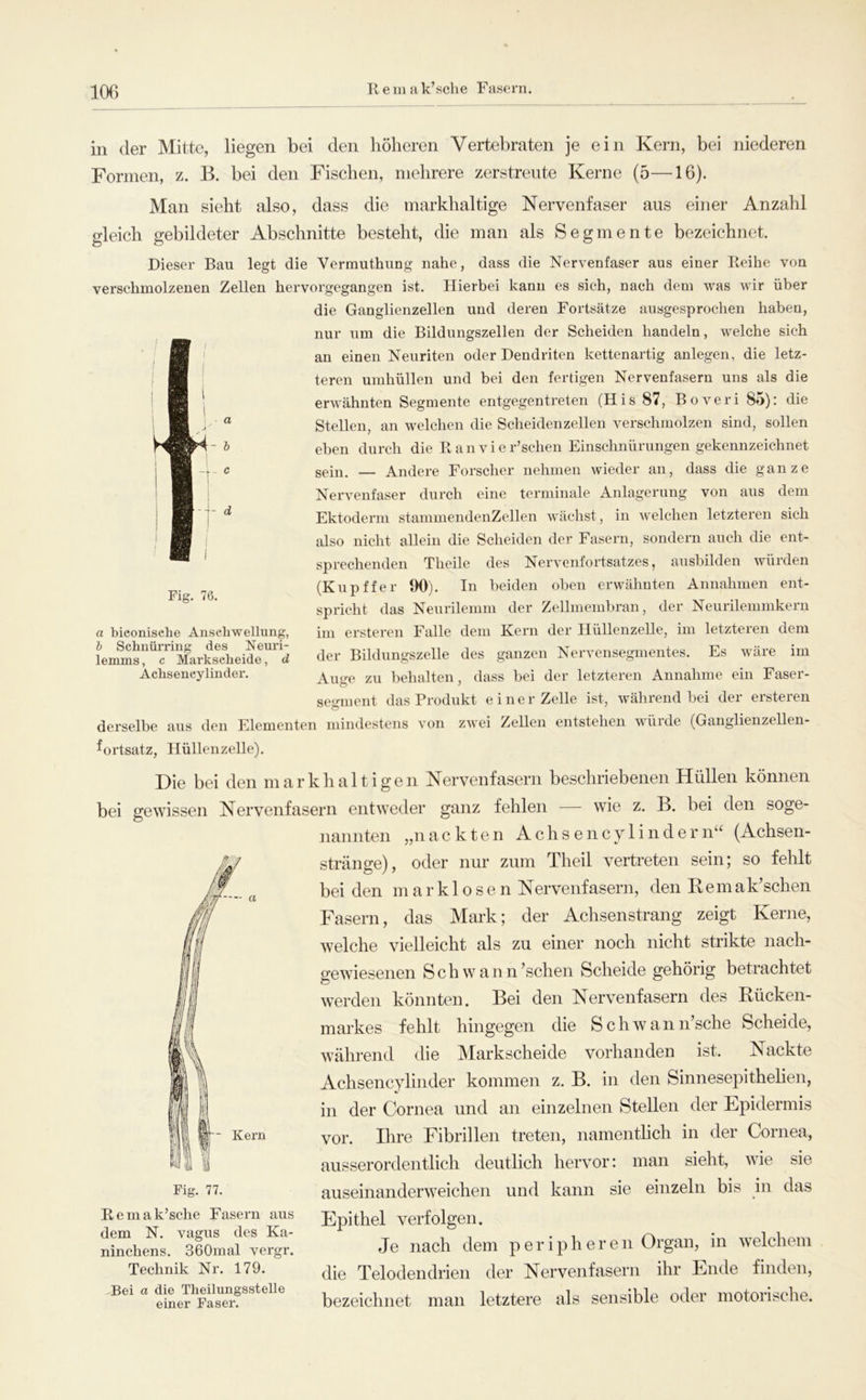 R e m a k’sche Fasern. - d Fig. 76. a bieonisehe Anschwellung, h Schnürring des Neuri- lemms, c Markscheide, d Achsencylinder. in der Mitte, liegen bei den höheren Vertebraten je ein Kern, bei niederen Formen, z. B. bei den Fischen, mehrere zerstreute Kerne (5—16). Man sieht also, dass die markhaltige Nervenfaser aus einer Anzahl gleich gebildeter Abschnitte besteht, die man als Segmente bezeichnet. Dieser Bau legt die Vermuthung nahe, dass die Nervenfaser aus einer Reihe von verschmolzenen Zellen hervorgegangen ist. Hierbei kann es sich, nach dem was wir über die Ganglienzellen und deren Fortsätze ausgesprochen haben, nur um die Bildungszellen der Scheiden handeln, welche sich an einen Neuriten oder Dendriten kettenartig anlegen, die letz- teren umhüllen und bei den fertigen Nervenfasern uns als die erwähnten Segmente entgegentreten (His 87, Boveri 85): die Stellen, an welchen die Scheidenzellen verschmolzen sind, sollen eben durch die Ranvier’schen Einschnürungen gekennzeichnet gein. — Andere Forscher nehmen wieder an, dass die ganze Nervenfaser durch eine terminale Anlagerung von aus dem Ektoderm stammendenZellen wächst, in welchen letzteren sich also nicht allein die Scheiden der Fasern, sondern auch die ent- sprechenden Theile des Nervenfortsatzes, ausbilden würden (Kupffer 90). In beiden oben erwähnten Annahmen ent- spricht das Neurilemm der Zellmembran, der Neurilemmkern im ersteren Falle dem Kern der Hüllenzelle, im letzteren dem der Bildungszelle des ganzen Nervensegmentes. Es wäre im Auge zu behalten, dass bei der letzteren Annahme ein Faser- segment das Produkt einer Zelle ist, während bei der ersteren derselbe aus den Elementen mindestens von zwei Zellen entstehen würde (Ganglienzellen- ^ortsatz, Hüllenzelle). Die bei den markbaltigen Nervenfasern beschriebenen Hüllen können bei gewissen Nervenfasern entweder ganz fehlen wie z. B. bei den soge- nannten „nackten Achsencylindern“ (Achsen- stränge), oder nur zum Theil vertreten sein; so fehlt beiden marklosen Nervenfasern, den Rem ak’sehen Fasern, das Mark; der Achsenstrang zeigt Kerne, welche vielleicht als zu einer noch nicht strikte nach- gewiesenen Sch wann’schen Scheide gehörig betrachtet werden könnten. Bei den Nervenfasern des Rücken- markes fehlt hingegen die Schwann’sche Scheide, Avährend die Markscheide vorhanden ist. Nackte Achsencylinder kommen z. B. in den Sinnesepithelien, in der Cornea und an einzelnen Stellen der Epidermis vor. Ihre Fibrillen treten, namentheh in der Cornea, ausserordentlich deutlich hervor: man sieht, wie sie Fig. 77. auseinanderweichen und kann sie einzeln bis in das Remak’sche Fasern aus Epithel verfolgen. 'rchen. TÖLf «f;: Je nach dem peripheren Orgrnp in welchem Technik Nr. 179. jjg Telodendrien der Nervenfasern ihr Ende finden. Bei a bezeichnet man letztere als sensible oder motorische.