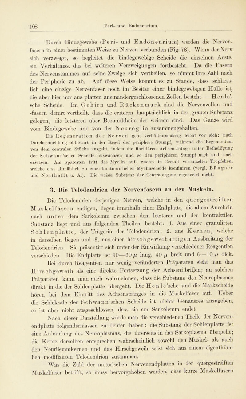 Durch Bindegewebe (Peri- und Endoneurium) werden die Nerven- fasern in einer bestimmten Weise zu Nerven verbunden (Fig. 78). Wenn der Nerv sich verzweigt, so begleitet die bindegewebige Scheide die einzelnen Aeste, ein Verhältniss, das bei weiteren Verzweigungen fortbesteht. Da die Fasern des Nervenstammes auf seine Zweige sich vertheilen, so nimmt ihre Zahl nach der Peripherie zu ab. Auf diese Weise kommt es zu Stande, dass schliess- lich eine einzige Nervenfaser noch im Besitze einer bindegewebigen Hülle ist, die aber hier nur aus platten aneinandergeschlossenen Zellen besteht — Henle’- sche Scheide. Im Gehirn und Kücken mark sind die Nervenzellen und -fasern derart vertheilt, dass die ersteren hauptsächlich in der grauen Substanz gelegen, die letzteren aber Bestandtheile der weissen sind. Das Ganze wird vom Bindegewebe und von der Neuroglia zusammengehalten. Die Regeneration der Nerven geht verhältnissmässig leicht vor sich; nach Dnrchschneidung obliterirt in der Regel der periphere Stumpf, während die Regeneration von dem centralen Stücke ausgeht, indem die fibrillären Achsenstränge unter Betheiligung der Schwann’schen Scheide auswachsen und so den peripheren Stumpf nach und nach ersetzen. Am spätesten tritt das Myelin auf, zuerst in Gestalt vereinzelter Tröpfchen, welche erst allmählich zu einer kontinuirlichen Myelinscheide konfluiren (vergl. Büngner und Notthafft n. A.). Die weisse Substanz der Centralorgane regenerirt nicht. 3. Die Telodeiidrien der Nervenfasern an den Muskeln. Die Telodeiidrien derjenigen Nerven, welche in den quergestreiften Muskelfasern endigen, liegen innerhalb einer Endplatte, die allem Anschein nach unter dem Sarkoleinm zwischen dem letzteren und der kontraktilen Substanz liefft und aus folsfenden Theilen besteht: 1. Aus einer granulirten tv *—' Sohle 11 platte, der Trägerin der Telodendrien; 2. aus Kernen, welche in derselben liegen und 3. aus einer hirschgeweihartigen Ausbreitung der Telodendrien. Sie präsentirt sich unter der Einwirkmig verschiedener Keagentien verschieden. Die Endplatte ist 40—60 lang, 40 f.L breit und 6 —10 (.l dick. Bei durch Keagentien nur wenig veränderten Präparaten sieht man das Hirschgeweih als eine direkte Fortsetzung der Achsenfibrillen; an solchen Präparaten kann man auch wahrnehmen, dass die Substanz des Neuroplasmas direkt in die der Sohlenplatte übergeht. Die H e n 1 e’sche und die Markscheide hören bei dem Eintritt des Achsenstranges in die Muskelfaser auf. lieber die Schicksale der Sch wann’schen Scheide ist nichts Genaueres anzugeben, es ist aber nicht ausgeschlossen, dass sie am Sarkoleinm endet. Nach dieser Darstellung würde man die verschiedenen Theile der Nerven- endplatte folgendermassen zu deuten haben: die Substanz der Sohlenplatte ist eine Anhäufung des Neuroplasmas, die ihrerseits in das Sarkoplasma übergeht; die Kerne derselben entsprechen wahrscheinlich sowohl den Muskel- als auch den Neurilemmkernen und das Hirschgeweih setzt sich aus einem eigenthüm- lich modifizirten Telodendrien zusammen. Was die Zahl der motorischen Nervenendplatten in der quergestreiften Muskelfaser betrifft, so muss hervorgehoben werden, dass kurze Muskelfasern