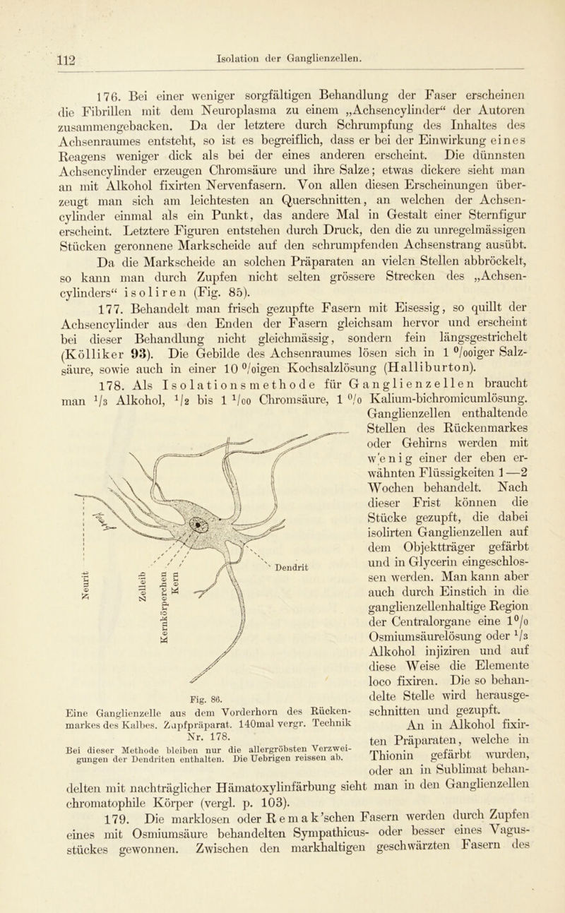 176. Bei einer weniger sorgfältigen Behandlung der Faser erscheinen die Fibrillen mit dem Neuroplasma zu einem „Achsencylinder“ der Autoren zusammengebacken. Da der letztere durch Schrumpfung des Inhaltes des Achsenraumes entsteht, so ist es begreiflich, dass er bei der Einwirkung eines Reagens weniger dick als bei der eines anderen erscheint. Die dünnsten Achsencylinder erzeugen Chromsäure und ihre Salze; etwas dickere sieht man an mit Alkohol fixirten Nervenfasern. Von allen diesen Erscheinungen über- zeugt man sich am leichtesten an Querschnitten, an welchen der Achsen- cylinder einmal als ein Punkt, das andere Mal in Gestalt einer Sternfigur erscheint. Letztere Figuren entstehen durch Druck, den die zu unregelmässigen Stücken geronnene Markscheide auf den schrumpfenden Achsenstrang ausübt. Da die Markscheide an solchen Präparaten an vielen Stellen abbröckelt, so kann man durch Zupfen nicht selten grössere Strecken des „Achsen- cylinders“ i s o 1 i r e n (Fig. 85). 177. Behandelt man frisch gezupfte Fasern mit Eisessig, so quillt der Achsencylinder aus den Enden der Fasern gleichsam hervor und erscheint bei dieser Behandlung nicht gleichmässig, sondern fein längsgestrichelt (K öl liker 93). Die Gebilde des Achsenraumes lösen sich in 1 ^/ooiger Salz- säure, sowie auch in einer 10 ^/oigen Kochsalzlösung (Halliburton). 178. Als Isolations methode für Ganglienzellen braucht man Vs Alkohol, V2 bis 1 Voo Chromsäure, 1 ^!o Kalium-bichromicumlösung. Ganglienzellen enthaltende Stellen des Rückenmarkes oder Gehirns werden mit wenig einer der eben er- wähnten Flüssigkeiten I —2 Wochen behandelt. Nach dieser Frist können die Stücke gezupft, die dabei isolirten Ganglienzellen auf dem Objektträger gefärbt und in Glycerin eingeschlos- sen werden. Man kann aber auch durch Einstich in che ganglienzellenhaltige Region der Centralorgane eine l®/o Osmiumsäurelösung oder ^/s Alkohol injiziren und auf diese Weise die Elemente loco fixiren. Die so behan- delte Stelle wird herausge- schnitten und gezupft. An in Alkohol fixir- ten Präparaten, welche in Thionin gefärbt wurden, oder an in Sublimat behan- delten mit nachträglicher Hämatoxylinfärbung sieht man in den Ganglienzellen chromatophile Körper (vergl. p. 103). 179. Die marklosen oder R e m a k’schen Fasern werden durch Zupfen eines mit Osmiumsäure behandelten Sympathicus- oder besser eines Vagus- stückes gewonnen. Zwischen den markhaltigen geschwärzten Fasern des Fig. 86. Eine Ganglienzelle aus dem Vorderhorn des Rücken- markes des Kalbes. Zapfpräparat. llOmalvergr. Technik Nr. 178. Bei dieser Methode bleiben nur die allergröbsten Verzwei- gungen der Dendriten enthalten. Die Uebrigen reissen ab.