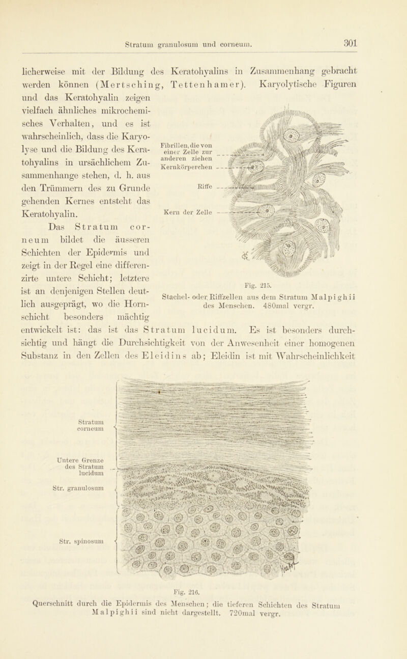 Stratum graiuilosum und corneum Fibrillen, die von einer Zelle zur anderen ziehen Kernkörperchen Riffe —- licliervveise mit der Bildung des Keratohyaliiis in Zusammenhang gelfracht Averden können (M e r t s c h i n g, T e 11 e n h a m e r). Kaiyolytische Figuren und das Keratohyalin zeigen vielfach ähnliches mikrocliemi- sches Verhalten, und es ist Avahrscheinlich, dass die Karyo- lyse und die Bildung des Kera- tohyalins in ursächlichem Zu- sammenhänge stehen, d. h. aus den Trümmern des zu Grunde sehenden Kernes entsteht das Keratohyalin. Das Stratum cor- neum bildet die äusseren Schichten der Ejoidevinis und zeigt in der Regel eine differen- zirte untere Schicht; letztere ist an denjenigen Stellen deut- lich ausgeprägt, wo die Horn- schicht besonders mächtig entwickelt ist: das ist das Stratum lucidum. Es ist besonders durch- sichtig und hängt die Durchsichtigkeit von der Anwesenheit einer homogenen Substanz in den Zellen des E1 e i d i n s ab ; Eleidin ist mit Wahrscheinlichkeit 'mkfi. Kern der Zelle Fig. 215. Stachel-oder.Rift’zel]eil ans dem Stratum Malpighii des Menselien. 480mal vergr. Stratum corneum Untere Grenze des Stratum lucidum Str. granul OS um Str. spinosum Fig. 216. Querschnitt durch die Epidermis des Meiisclien; die tieferen Schichten des Stratum Malpighii sind nicht dargestellt. 720mal vergr.
