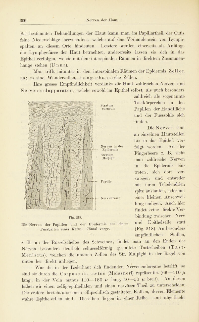 Stratum corneum Nerven in der Epidermis Stratum Malpighi Bei bestimmten Behandlungen der Haut kann man im Papillartheil der Cutis feine Niederschläge hervorrufen, welche auf das Vorhandensein von Lymph- spalteii an diesem Orte hindeuten. Letztere werden einerseits als Anfänge der Lymphgefässe der Haut betrachtet, andererseits lassen sie sich in das Epithel verfolgen, wo sie mit den • interspinalen Räumen in direktem Zusammen- hänge stehen (U n n a). Man trifft mitunter in den interspmalen Räumen der Epidermis Zellen an; es sind Wanderzellen, L a n g e r h a n s ’sche Zellen. Ihre grosse Empfindlichkeit verdankt die Haut zahlreichen Nerven und Nerveiiendapparaten, welche sowohl im Epithel selbst, als auch besonders zahlreich als sogenannte Tastkörperchen in den Papillen der Handfläche und der Fusssohle sich finden. Die Nerven sind an einzelnen Hautstellen bis in das Epithel ver- folgt worden. An der Fingerbeere z. B. sieht man zahlreiche Nerven in die Epidermis ein- treten, sich dort ver- zweigen und entweder mit ihren Telodendrien spitz auslaufen, oder mit einer kleinen Anschwel- lung endigen. Auch hier findet keine chrekte Ver- bindung zwischen Nerv und Epithelzelle statt (Fig. 218). An besonders empfindlichen Stellen, z. B. an der Rüsselscheibe des Schweines, findet man an den Enden dei Nerven besonders deutlich schüsselförmig gestaltete Tastscheiben (Tast- Meniscus), welchen die unteren Zellen des Str. Malpighi in dei Regel \on unten her direkt anliegen. Was die in der Lederhaut sich findenden Nervenendorgane betrifft, so sind sie durch die Corpuscula tactus (Meissneri) repräsentirt (66 110 lang; in der Vola manus 110—180 (-i lang, 40—50 (.t breit). An diesen haben wir einen zeilig-epithelialen und einen nervösen Theil zu unterscheiden. Der erstere besteht aus einem ellipsoidisch gestalteten Kolben, dessen Elemente wahre Epithelzellen sind. Dieselben liegen in einer Reihe, sind abgeflacht Papille -- Nervenfaser Die Nerven der Papillen und der Epidermis ans einem Fnssballen einer Katze. 75mal vergr.