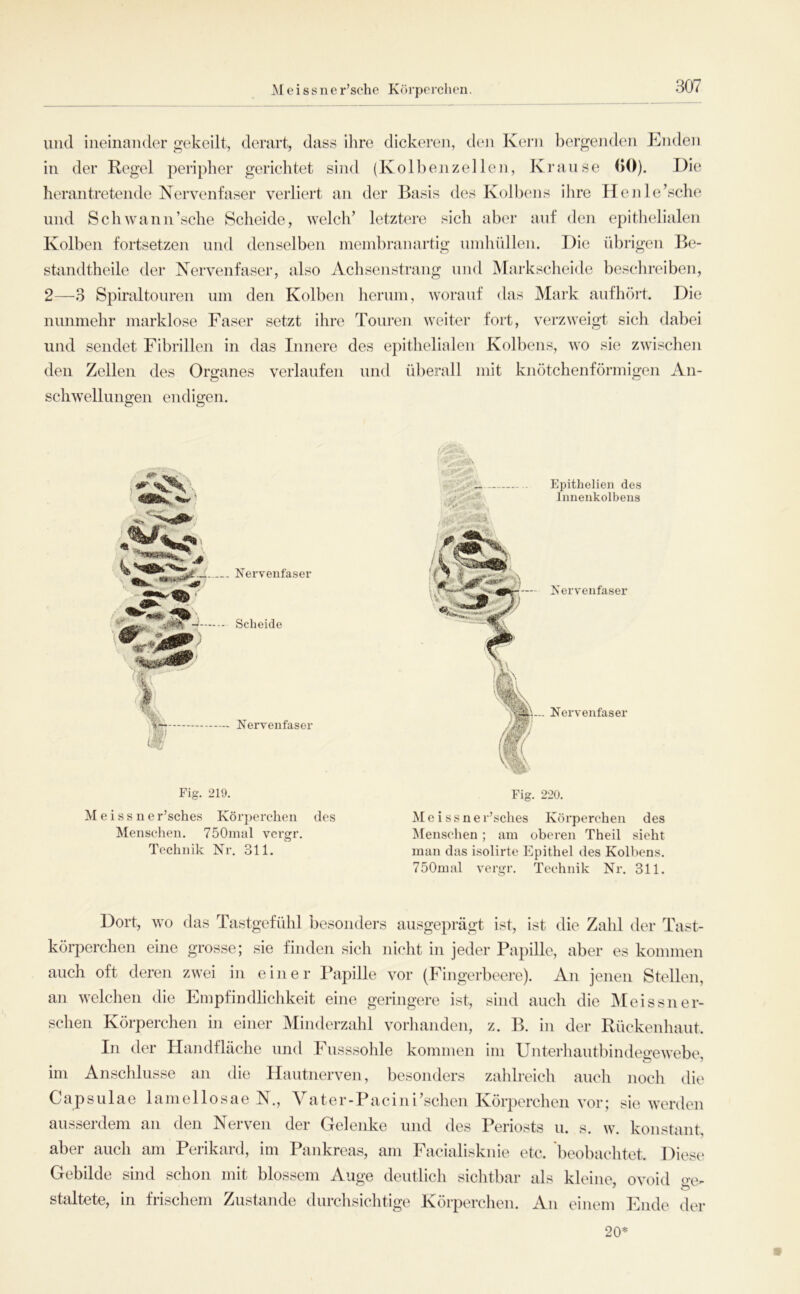 M e i s s n e r’sche Kcirperclien. und ineinander gekeilt, derart, dass ilire dickeren, den Kern bergenden Enden in der Regel peripher gerichtet sind (Kolbenzellen, Krause 00). Die herantretende Nervenfaser verliert an der Basis des Kolbens ilire Henle’sche und Schwann’sche Scheide, welch’ letztere sich aber auf den epithelialen Kolben fortsetzen und denselbcni meinbranartig ninhüllen. Die übrigen Be- standtheile der Nervenfaser, also Achsenstrang und Markscheide beschreiben, 2—3 Spiraltonren um den Kolben herinn, worauf das Mark aufhört. Die nunmehr marklose Faser setzt ihre Touren weiter fort, verzweigt sich dabei und sendet Fibrillen in das Innere des epithelialen Kolbens, wo sie zwischen den Zellen des Organes verlaufen und überall mit knötchenförmigen An- schwellungen endigen. .# Nervenfaser -- -J- ■ Scheide ■■ Nervenfaser Fig. 219. M e i s s n e r’sches Kör])ercheii des Menschen. 750mal vcrgr. Technik Nr. 311. Fig. 220. Me issner’sches Körperchen des Menschen; um oberen Theil sieht man das isolirte Epithel des Kolbens. 750mal vergr. Technik Nr. 311. Dort, wo das Tastgefühl besonders ausgeprägt ist, ist tlie Zahl der Tast- körperchen eine grosse; sie finden sich nicht in jeder Papille, aber es kommen auch oft deren zwei in einer Papille vor (Fingerbeere). An jenen Stellen, an welchen die Empfindlichkeit eine geringere ist, sind auch die INleissner- schen Körperchen in einer Minderzahl vorlianden, z. B. in der Rüekenhaut. In der Handfläche und Fusssohle kommen im Unterliautliimkm’ewebe im Anschlüsse an die Hautnerven, besonders zahlreich auch noch die Capsulae lamellosae N., Vater-Pacini’schen Körperchen vor; sie werden ausserdem an den Nerven der Gelenke und des Periosts u. s. w. konstant, aber auch am Perikard, im Pankreas, am Facialiskiiie etc. beobachtet. Diese Gebilde sind schon mit blossem Auge deutlich siclitbar als kleine ovoid staltete, in frischem Zustande durchsiclitige Körperchen. An einem Ende der 20*