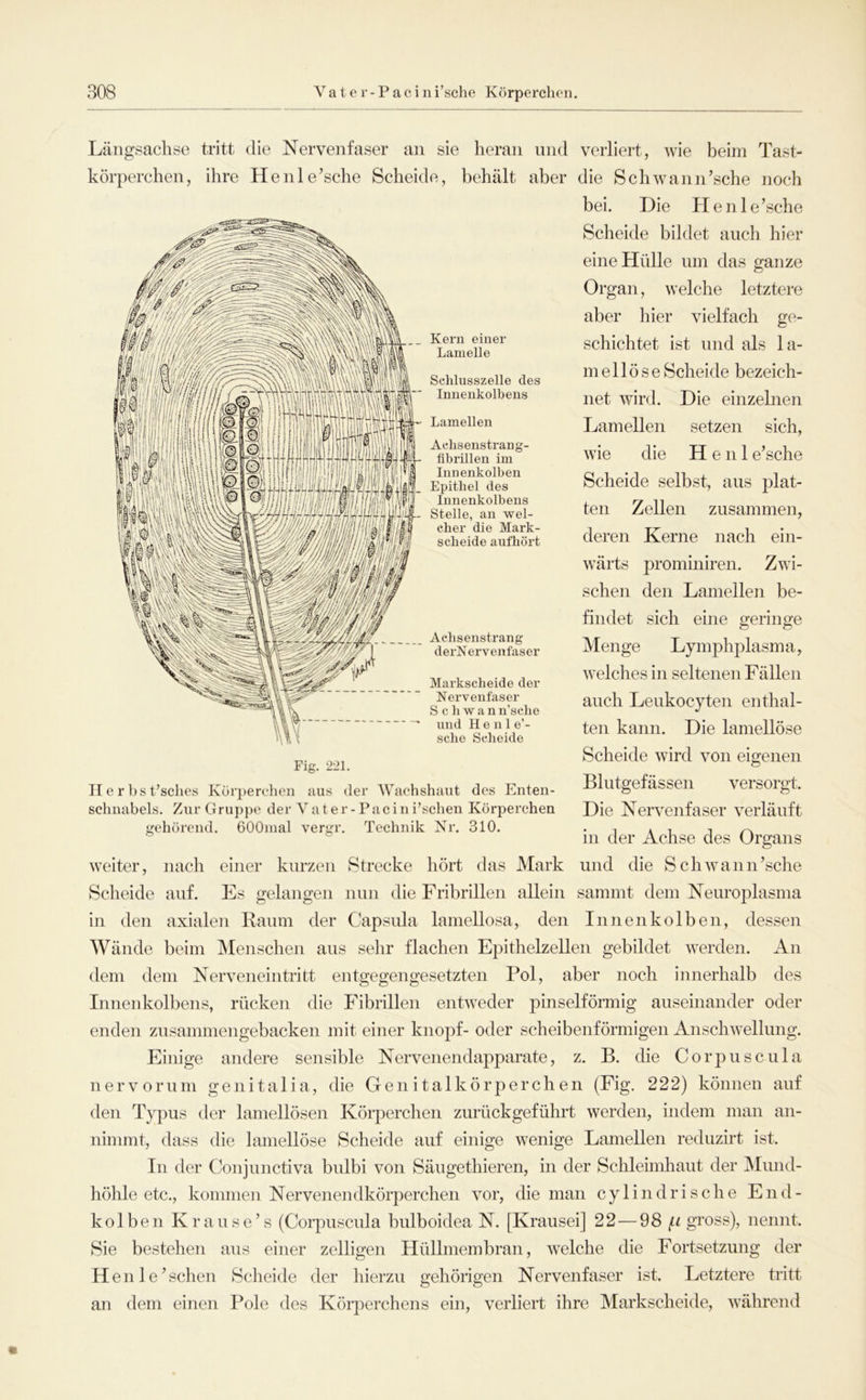 Kern einer Lamelle Schlusszelle des Innenkolbens *- Lamellen Aclisenstrang- fibrillen im Innenkolben Epithel des Innenkolbens Stelle, an wel- cher die Mark- scheide aufhört Längsachse tritt die Nervenfaser an sie heran und verliert, wie beim Tast- körperchen, ihre Henle’sche Scheide, behält aber die Schwann’sche noch bei. Die H e n 1 e ’sche Scheide bildet auch hier eine Hülle um das ganze Organ, welche letztere aber hier vielfach ge- schichtet ist und als la- m e 11 ö s e Scheide bezeich- net wird. Die einzelnen Lamellen setzen sich, wie die Heul e’sche Scheide selbst, aus plat- ten Zellen zusammen, deren Kerne nach ein- wärts prommiren. Zwi- schen den Lamellen be- findet sich eine geringe Menge Lymphplasma, welches in seltenen Fällen auch Leukocyten enthal- ten kann. Die lamellöse Scheide wird von eigenen Blutgefässen versorgt. Die Nervenfaser verläuft in der Achse des Organs weiter, nach einer kurzen Strecke hört das Mark und die Schwann’sche Scheide auf. Es gelangen nun die Fribrillen allein sammt dem Neuroplasma in den axialen Raum der Capsula lamellosa, den Innen kolben, dessen Wände beim Menschen aus sehr flachen Epithelzellen gebildet werden. An dem dem Nerveneintritt entgegengesetzten Pol, aber noch innerhalb des Innenkolbens, rücken die Fibrillen entweder pinselförmig auseinander oder enden zusammengebacken mit einer knöpf- oder scheibenförmigen Anschwellung. Einige andere sensible Nervenendapparate, z. B. die Corpuscula nervorum genitalia, die Genitalkörperchen (Fig. 222) können auf den Typus der lamellösen Körperchen zurückgeführt werden, indem man an- ninimt, dass die lamellöse Scheide auf einige wenige Lamellen reduzirt ist. In der Conjunctiva bulbi von Säugethieren, in der Schleimhaut der Mund- höhle etc., kommen Nervenendkörperchen vor, die man cylindrische End- kolben Krause’s (Corpuscula bulboidea N. [Krausei] 22 — 98 (.i gross), nennt. Sie bestehen aus einer zelligen Hüllmembran, welche die Fortsetzung der Heule’schen Scheide der hierzu gehörigen Nervenfaser ist. Letztere tritt an dem einen Pole des Körperchens ein, verliert ihre Markscheide, Avährend Acbsenstrang derNervenfaser Markscheide der Nervenfaser S c li w a n n’sche lind H e n 1 e’- sche Scheide Fig. 221. II e r t)s t’sclies Kur])erc‘lien aus der Wachshaut des Enten- schnabels. Zur G ruppe der V a t e r - P a c i n i’schen Körperchen Technik Nr. 310. gehörend. GOOinal vergr.