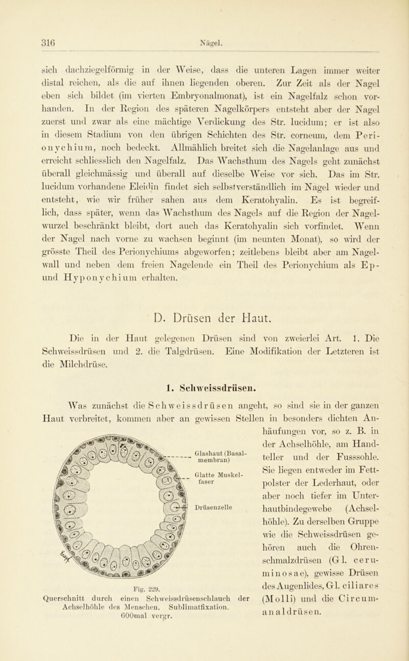 31C) I Nägel. sich dachziegelförniig in der Weise, dass die unteren Lagen immer weiter distal reichen, als die auf ihnen liegenden oberen. Zur Zeit als der Nagel eben sich bildet (im vierten Embryonahnonat), ist ein Nagelfalz sclioii vor- handen. In der Region des späteren Nagelkörpers entsteht aber der Nagel zuerst und zwar als eine mächtige Verdickung des Str. lucidum; er ist also in diesem Stadium von den übrigen Schichten des Str. corneum, dem Peri- onychium, noch bedeckt. Allmählich breitet sich die Nagelanlage aus und erreicht schliesslich den Nagelfalz. Das Wachsthum des Nagels geht zunächst überall gleichmässig und überall auf dieselbe Weise vor sich. Das im Str. lucidum vorhandene Eleidin findet sich selbstverständlich im Nagel wieder und entsteht, wie wir früher sahen aus dem Keratohyalin. Es ist begreif- lich, dass später, wenn das Wachsthum des Nagels auf die Region der Nagel- wurzel beschränkt bleibt, dort auch das Keratohyalin sich vorfindet. Wenn der Nagel nach vorne zu wachsen beginnt (im neunten Monat), so wird der grösste Theil des Perionychiums abgeworfen; zeitlebens bleibt aber am Nagel- wall und neben dem freien Nagelende ein Theil des Perionychium als Ep- und Hy}) 011 yc hi um erhalten. D. Drüsen der Haut. Die in der Haut Sch Weissdrüsen und 2. gelegenen Drüsen sind von zweierlei Art. 1. Die die Talgdrüsen. Eine Modifikation der Letzteren ist die Milclulrüse. 1. Schweissdrüseii. ^ Glashaut (Basal- membran) Glatte Mi;skel- faser bis zunächst die Schweissdrüsen angeht, so sind sie in der ganzen Haut verbreitet, kommen aber an gewissen Stellen in besonders dichten An- häufungen vor, so z. B. in der Achselhöhle, am Hand- teller und der Eusssohle. Sie liegen entweder im Fett- }iolster der Lederhaut, oder aber noch tiefer im Unter- hautbindegewebe (Achsel- höhle). Zu derselben Gruppe wie die Schweissdrüseii ge- hören auch die Ohren- sclimalzdrüsen (Gl. ceru- miiiosae), gewisse Drüsen Pig 229. Augenlides, Gl. ciliares Querschnitt durch einen Schweissdrüseuschlauch der (Molli) und die Circum- Achselhöhle des IMenschen. Subliinattixation. . i .. COOmal vergr. iUUlldrusen. Drüsenzelle