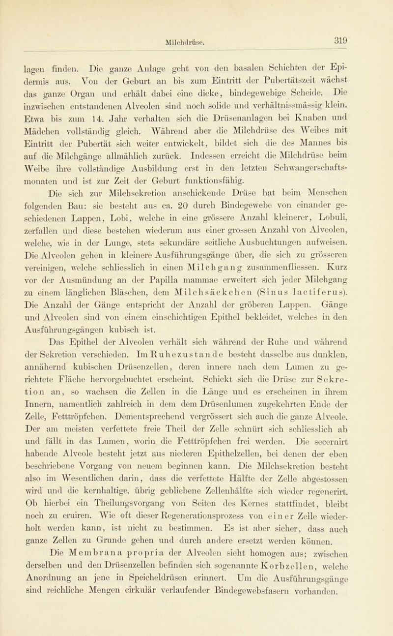 Milchdrüse. lagen finden. Die ganze Anlage geht von den l)asalen Hcliichh'ii der Epi- dermis ans. Von der Geburt an bis znni Eintritt der Pnl)ertätszeit väebst das ganze Organ und erhält dabei eine dicke, bindegewebige Sclieide. Die inzwischen entstandenen Alveolen sind nocli solide nnd verbältnissniässig klein. Etwa bis zinn 14. Jahr verhalten sich die Driisenanlagen bei Knal)en nnd jMädeben vollständig gleich. Wälirend aber die Milchdrüse des AVeibes mit Eintritt der Pubertät sicli weiter entwickelt, bildet sicli die des Mannes bis auf die Milcbgänge allmäblicli zurück. Indessen erreicht die Milchdrüse beim ^Veibe ihre vollständige Ausbildung erst in den letzten Scliwangerscbafts- monaten nnd ist zur Zeit der Geburt funktionsfähig. Die sich zur Milchsekretion anscliickende Drüse hat ])eim ]Menschen folgenden Ban: sie besteht aus ca. 20 durch Bindegewel)e von einander ge- schiedenen Lappen, Lobi, welche in eine grössere Anzahl kleinerer, Lobuli, zerfallen und diese bestellen wiederum aus einer grossen Anzahl von Alveolen, welche, wie in der Lunge, stets sekundäre seitliche Ausbuchtungen aufweisen. Die Alveolen gehen in kleinere Ausführnngsgänge übei’, die sich zu grösseren vereinigen, welche schliesslich in einen ^li Ich gang zusammenfliessen. Kurz vor der Ausmündung an der Papilla mammae erweitert sich jeder ^lilchgang zu einem länglichen Bläschen, dem Milch säckcheii (Sinus lactiferus). Die Anzahl der Gänge entspneht der Anzahl der gröberen Lappen. Gänge und Alveolen sind von einem einschichtigen Epithel bekleidet, welches in den Ausführungsgängen kubisch ist. Das Epithel der Alveolen verhält sich während der Ruhe und während der Sekretion verschieden. Im Ruhezustan de besteht dasselbe aus dunklen, annäliernd kubischen Drüsenzellen, deren innere nach dem Lumen zu ge- richtete Fläclie hervorgebuchtet erscheint. Schickt sich die Drüse zur Sekre- tion an, so wachsen die Zellen in die Länge und es erscheinen in ihrem Innern, namentlich zahlreich in dem dem Drüsenlunien zugekehrten Ende der Zelle, Fetttröpfchen. Dementsprechend vergrössert sich auch die ganze Alveole. Der am meisten verfettete freie Theil der Zelle schnürt sich schliesslich ab und fällt in das Lumen, worin die Fetttröpfchen frei werden. Die secernirt habende Alveole besteht jetzt aus niederen Epithelzellen, bei denen der eben beschriebene Vorgang von neuem beginnen kann. Die iNIilchsekretion besteht also im Wesentlichen darin, dass die verfettete Hälfte der Zelle abgestossen wird und die kernhaltige, übrig gebliebene Zellenhälfte sich wieder regenerirt. Ob hierbei ein Theilungsvorgang von Seiten des Kernes stattfindet, bleibt noch zn eruiren. AVie oft dieser Regenerationsprozess von einer Zeile wieder- holt Averden kann, ist nicht zu bestimmen. Es ist aber sicher, dass auch ganze Zellen zu Grunde gehen und durch andere ersetzt werden können. Die Membrana propria der Alveolen sieht homogen aus; zwischen derselben und den Drüsenzellen befinden sich sogenannte Korb zellen, welche Anordnung an jene in Speicheldrüsen erinnert. Um die Ausführnngsgänge sind reichliche Mengen cirkulär verlaufender Bindegewebsfasern Amrhandeii.