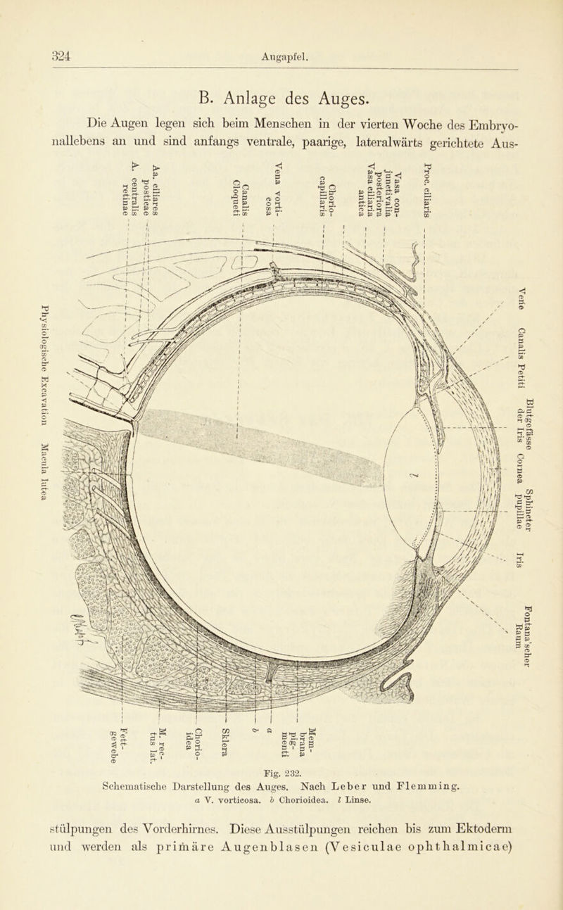 Physiologische Excavation Macula lutea B. Anlage des Auges. Die Augen legen nallebens an und sind sich beim Menschen in der vierten Woche des Embryo- anfangs ventrale, paarige, lateralwärts gerichtete Aus- Fig. 232. Schematisclie Darstellung des Auges. Nach Leber und Flemming. a V. vorticosa. b Chorioidea. l Linse. stülpungen des Vorderhirnes. Diese Ausstülpungen reichen bis zum Ektodenn und werden als primäre Augenblasen (Vesiculae ophthalmicae) Blutgefässe Sphincter Fontana’scher Veite Canalis Petiti der Iris Cornea pupillae Iris Raum