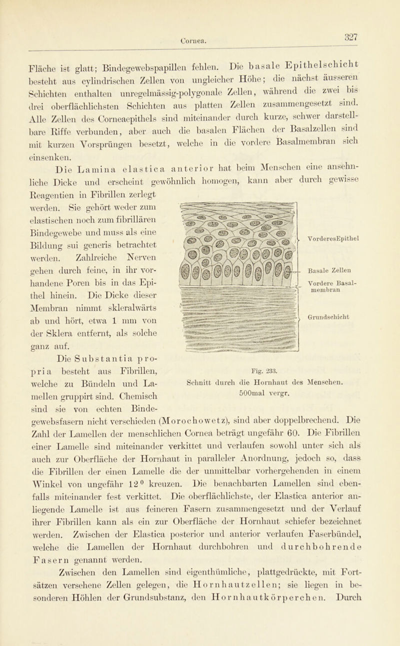 Coruea. Basale Zellen Vordere Basal- membran Gnindschieht Fläche ist ghitt; Bindegewebspapillen fehlen. Die basale Lpithelschicht besteht ans cylindrischen Zellen von ungleicher Höhe; die nächst äusseren Schichten enthalten nnregehnässig-polygonale Zellen, wälirend die zwei bi» drei oberflächlichsten Schichten ans platten Zellen znsannnengesetzt sind. Alle Zellen des Corneaepithels sind miteinander durch kurze, schwer darstell- bare Kiffe verbunden, aber ancli die basalen Flächen der Basalzellen sind mit kurzen Vorsprüngen l)esetzt, welche in die vordere Basalmembran sich einsenken. Die Bamina elastica anterior hat beim iMenschen eine ansehn- liche Dicke und erscheint gewöhnlich homogen, kann aber durch gewisse Keagentien in Fibrillen zerlegt werden. Sie o;ehört weder zimi elastischen noch zum fibrillären Bindegewebe und muss als eine ® VorderesEpithel Bildung sni generis betrachtet werden. Zahlreiche Nerven gehen durch feine, in ihr vor- handene Poren bis in das Epi- thel hinein. Die Dicke dieser iMembran nimmt skleralwärts ab und hört, etwa 1 mm von der Sklera entfernt, als solche ganz auf. Die S ii b s t a n t i a p r o- pria besteht ans Fibrillen, welche zu Bündeln und La- mellen grnppirt sind. Chemisch sind sie von echten Binde- gewebsfasern nicht verschieden (M o ro c h o w e t z), sind aber dop])elbrechend. Die Zahl der Lamellen der menschlichen Cornea beträgt ungefähr 60. Die Fibrillen einer Lamelle sind miteinander verkittet und verlaufen sowohl unter sich als auch zur Oberfläche der Hornhaut in jiaralleler Anordnung, jedoch so, dass die Fibrillen der einen Lamelle die der unmittelbar vorhergehenden in einem AVinkel von ungefähr 12® kreuzen. Die benachbarten Lamellen sind eben- falls miteinander fest verkittet. Die oberflächlichste, der Elastica anterior an- liegende Lamelle ist ans feineren Fasern zusammengesetzt und der Verlauf ihrer Fibrillen kann als ein zur Oberfläche der Hornhaut schiefer bezeichnet werden. Zwischen der Elastica posterior und anterior verlaufen Faserbündel, welche die Lamellen der Hornhaut dnrchboliren und durchbohrende Fasern genannt werden. Zwischen den Lamellen sind eigenthümliche, plattgedrückte, mit Fort- sätzen versehene Zellen gelegen, die II o r n h a u t z e 11 e n; sie liegen in be- sonderen Höhlen der Grnndsubstanz, den Hornhautkörperchen. Durch Fig. 233. Schnitt durch die Hornhaut des ^[enschen. 500mal vcrgr.