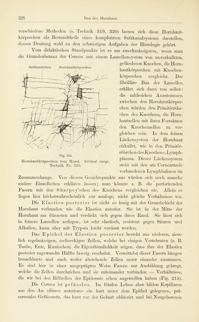 Saftkanälclieu Hornhautkörperelien Fig. 234. verschiedene Methoden (s. Technik 319, 320) lassen sich diese Hornhaut- körperchen als Bestandtheile eines koinplizirten Saftkanalsystems darstellen, dessen Deutung wohl zu den schwierigen Aufgaben der Histologie gehört. Vom didaktischen Standpunkte ist es am zweckmässigsten, wenn man die Grundsubstanz der Cornea mit einem Lamellen System von unverkalkten, gefässlosen Knochen, die Horn- hau tkörperchen mit Knochen- körperchen vergleicht. Der fibrilläre Bau der Lamellen erklärt sich dann von selbst: die zahlreichen Anastomosen zwischen den Hornhautkörper- chen würden den Primitivröhr- chen des Knochens, die Horn- hautzellen mit ihren Fortsätzen den Knochenzellen zu ver- gleichen sein. In dem feinen Lückensystem der Hornhaut cirkulirt, wie in den Primitiv- röhrchen des Knochens, Lymph- plasma. Dieses Lückensystem steht mit den am Cornearande vorliandenen Lymphbahnen im Zusammenhänge. Von diesem Gesichtspunkte aus Avürden sich noch manche andere Einzelheiten erklären lassen; man könnte z. B. die perforirenden Fasern mit den S h a r e y’sclien des Knochens vergleichen etc. Allein es liegen hier höchstwahrscheinlich nur analoge, nicht gleiche Verhältnisse vor. Die E1 a s t i c a posterior ist nicht so innig mit der Grundschicht der Hornhaut verbunden wie die Elastica anterior. Sie ist in der Mitte der Hornhaut am dünnsten und verdickt sich gegen ihren Band. Sie lässt sich in feinere Lamellen zerlegen, ist sehr elastisch, resistent gegen Säuren und Alkalien, kann aber mit Trypsin leicht verdaut werden. Das Epithel der Elastica posterior besteht aus niederen, ziem- lich regelmässigen, sechseckigen Zellen, welche bei einigen Vertebraten (z. B. Taube, Ente, Kaninchen) die Eigenthümlichkeit zeigen, dass ihre der Elastica posterior zugewandte Hälfte faserig erscheint. Vermittelst dieser Fasern hängen benachbarte und auch weiter abstehende Zellen unter einander zusammen. Es sind hier in einer ausgeprägten Weise Fasern zur Ausbildung gelangt, welche die Zellen durchziehen und sie miteinander verbinden — Verhältnisse, die wir bei den Biffzellen der Epidermis schon angetroffen haben (Fig. 215). Die Cornea ist g e f ä s s 1 o s. Im fötalen Leben aber bilden Kapillaren aus den Aa. ciliares anteriores ein hart unter dem Epithel gelegenes, prä- corneales Gefässnetz, das kurz vor der Geburt obliterirt und bei Keugeboreneii Hornhautkörperchen vom Hund. ClOmal vergr. Technik Nr. 320.