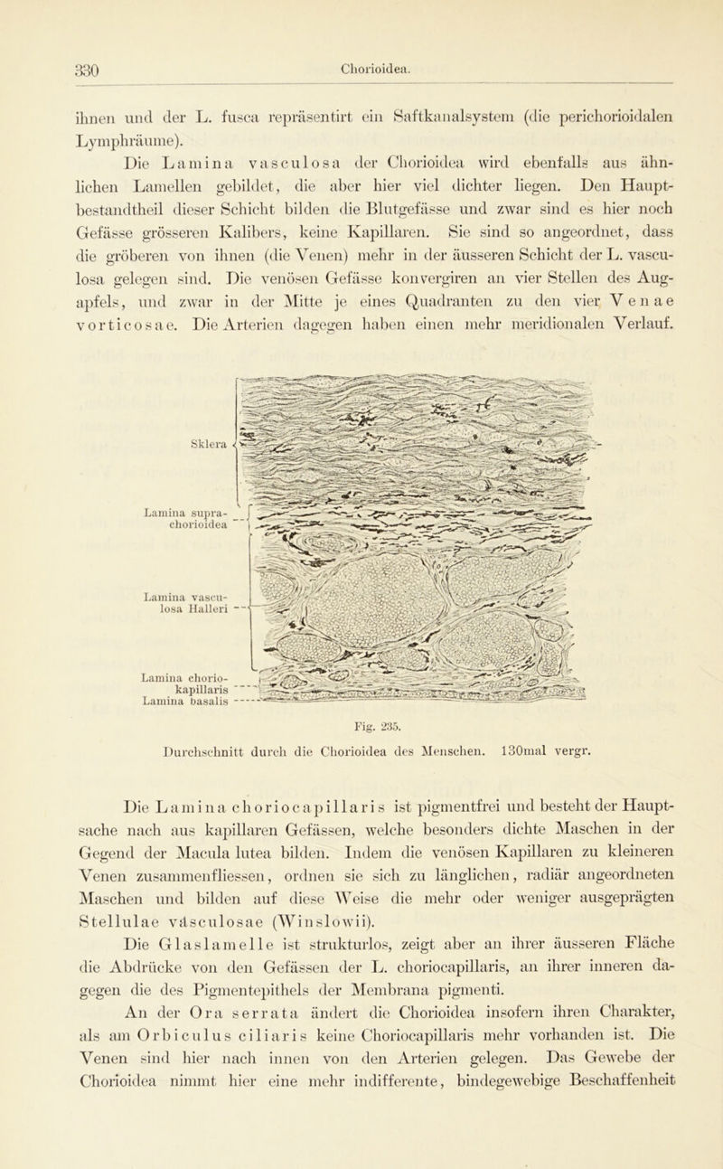 m Chorioidea. ihnen und der L. fusca repräsentirt ein Saftkanalsystein (die perichorioidalen Lyinphräuine). Die Lamina vasculosa der Chorioidea wird ebent'alls aus ähn- lichen Lamellen gebildet, die aber hier viel dichter liegen. Den Haupt- bestandtheil dieser Schicht bilden die Blutgefässe und zwar sind es hier noch Gefässe grösseren Kalibers, keine Kapillaren. Sie sind so angeordnet, dass die gröberen von ihnen (die Venen) mehr in der äusseren Schicht der L. vascu- losa gelegen sind. Die venösen Gefässe konvergiren an vier Stellen des Aug- apfels , und zwar in der Mitte je eines Quadranten zu den vier V e n a e vorticosae. Die Arterien dagegen haben einen mehr meridionalen Verlauf. o o Sklera < Lamina supra- chorioidea Lamina vascu- losa Halleri Lamina chorio- kapillaris Lamina basalis Fig. 235. Durchschnitt durch die Chorioidea des Menschen. ISOnial vergr. Die L a m i n a c h 0 r i o c a p i 11 a r i s ist pigmentfrei und besteht der Haupt- sache nach aus kapillaren Gefässen, welche besonders dichte Maschen in der Gegend der Macula lutea bilden. Indem die venösen Kapillaren zu kleineren Venen zusammenfHessen, ordnen sie sich zu länglichen, radiär angeordneten Maschen und bilden auf diese AVeise die mehr oder weniger ausgeprägten Stellulae väsculosae (AVinslowii). Die Glaslamelle ist strukturlos, zeigt aber an ihrer äusseren Fläche die Abdrücke von den Gefässen der L. choriocapillaris, an ihrer inneren da- gegen die des Pigmentepithels der Membrana pigmenti. An der Ora serrata ändert die Chorioidea insofern ihren Charakter, als am Orbiculus ciliaris keine Choriocapillaris mehr vorhanden ist. Die Venen sind hier nach innen von den Arterien gelegen. Das Gewebe der Chorioidea nimmt hier eine mehr indifferente, bindegewebige Beschaffenheit