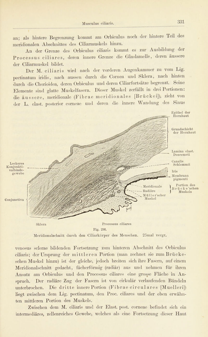 Miisculus ciliaris. an; als hintere Begrenzung kommt am Orbiculus noch der hintere Teil des meridionalen Abschnittes des Ciliarmuskels hinzu. An der Grenze des Orbiculus ciliaris kommt es zur Ausbildung der Processus ciliares, der Ciliarniuskel bildet. Der M. ciliaris pectinatum iridis, nach deren innere Grenze die Glaslanielle, deren äussere wird nach der vorderen Augenkammer zu vom Lig. aussen durch die Cornea und Sklera, nach hinten durch die Chorioidea, deren Orbiculus und deren Ciliarfortsätze begienzt. Seine Elemente sind glatte Muskelfasern. Dieser Muskel zerfällt in diei Poitionen. die äussere, meridionale (Eibrae meridionales [Brückei]), zieht \on der L. elast. posterior corneae und deren die innere A\ andung des Sinus Lockeres Konjiinkti- valbinde- gewebe Conjunctiva Sklera Processus ciliares Fig. 236. Meridionalschnitt durch den Ciliurkürper des Menschen. 25mal vcrgr. Epithel der Hornhaut Grundschicht der Hornhaut Lamina elast. Descemeti Canalis Schlemmii Iris Membrana pigmenti Portion des Brücke 'sehen Muskels venosus sclerae bildenden Fortsetzung zum hinteren Abschnitt des Orbiculus ciliaris; der Ursprung der mittleren Portion (man rechnet sie zum Brücbe- sehen Muskel hinzu) ist der gleiche, jedoch breiten sich ihre Fasern, auf einem Meridionalschnitt gedacht, fächerförmig (radiär) aus und nehmen für ihren Ansatz am Orbiculus und den Processus ciliares eine grosse Fläche in An- spruch. Der radiäre Zug der Fasern ist von cirkulär verlaufenden Bündeln unterbrochen. Die dritte innere Portion (Fibrae circul ares [Muelleri]) liegt zwischen dem Lig. pectinatum, den Proc. ciliares und der eben erwähn- ten mittleren Portion des Muskels. Zwischen dem M. ciliaris und der Elast, post, corneae befindet sich ein intermediäres, zellenreiches Gewebe, welches als eine Fortsetzung dieser Haut