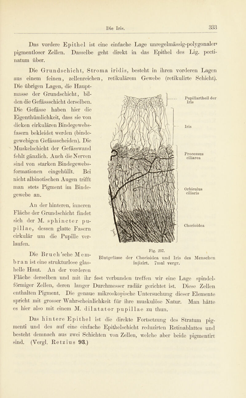 Die Iris 3as Das vordere Epithel ist eine einfache Lage nnregelmässig-polygonalep pigmentloser Zellen. Dasselbe geht direkt in das Epithel des Lig. pecti- natiini über. Pupillartheil der Iris Iris Die Grund Schicht, Stroma iridis, besteht in ihren vorderen Lagen aus einem feinen, zellenreichen, retikulärem Gewebe (retikulirte Schicht). Die übrigen Lagen, die Haupt- masse der Grundschicht, bil- den die Gefässschicht derselben. Die Gefässe haben hier die Eigenthümlichkeit, dass sie von dicken cirkulären Bindegewebs- fasern bekleidet werden (binde- gewebigen Gefässscheiden). Die ]\Iuskelschicht der Gefässwand fehlt gänzlich. Auch die Nerven sind von starken Bindegewebs- formationen eingehüllt. Bei nicht albinotischen Augen trifft man stets Pigment im Binde- gewebe an. An der hinteren, inneren Fläche der Grundschicht findet sich der M. sphincter pu- pillae, dessen glatte Fasern cirkulär um die Pupille ver- laufen. Fiff. 237. Processus ciliares Orbieulus ciliaris Chorioidea Blutgefässe der Chorioidea und Iris des Menschen injizirt. 7mal vergr. Die B r u c h ’sche M e ni- b r a n ist eine strukturlose glas- helle Haut. An der vorderen Fläche derselben und mit ihr fest verbunden treffen wir eine Lage spindel- förmiger Zellen, deren langer Durchmesser radiär gerichtet ist. Diese Zellen enthalten Pigment. Die genaue mikroskopische Untersuchung dieser Elemente spricht mit grosser Wahrscheinlichkeit für ihre muskulöse Natur. i\Ian hätte es hier also mit einem M. dilatator pupillae zu thun. Das hintere Epithel ist die direkte Fortsetzung des Stratum pig- menti und des auf eine einfache Epitlielschicht reduzirten Retinablattes und besteht demnach aus zwei Schichten von Zellen, welche aber beide pigmentirt sind. (Vergl. Retz ins 93.)