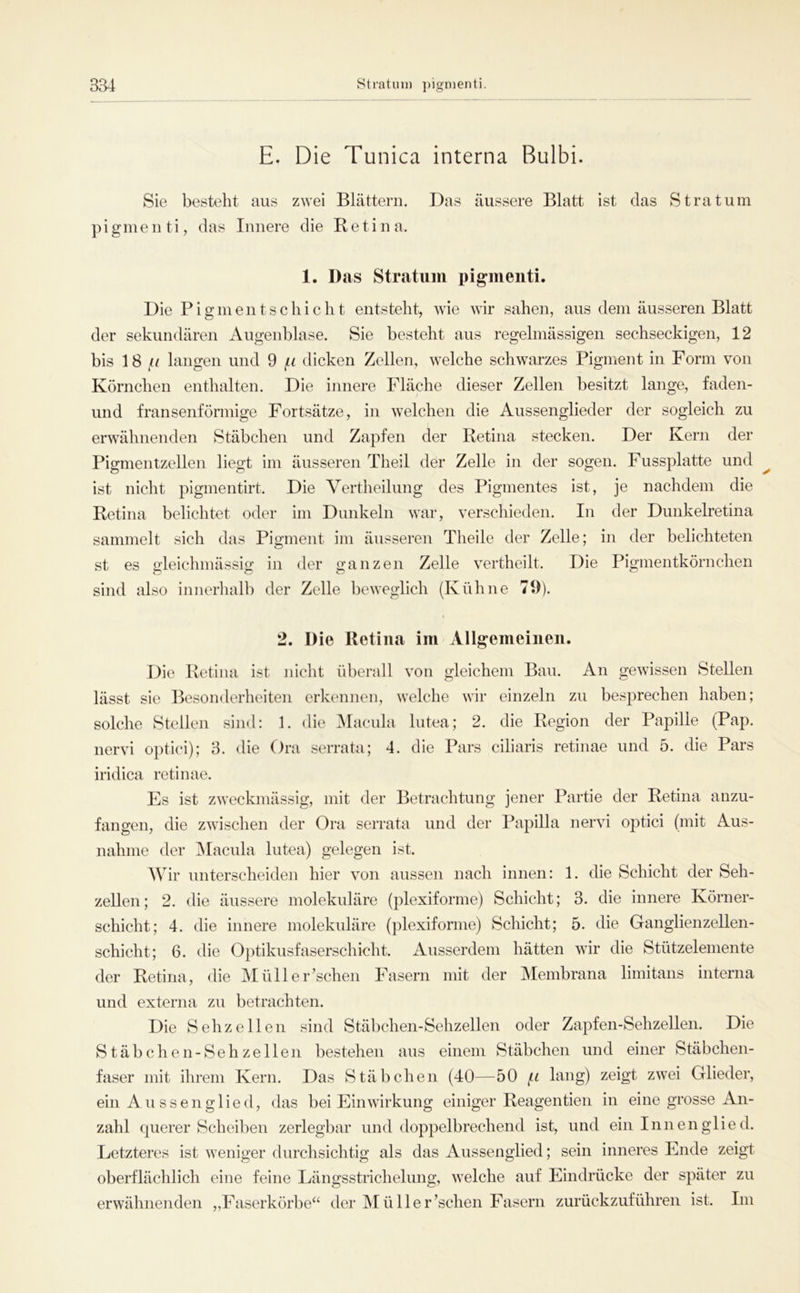 E. Die Tunica interna Bulbi. Sie besteht aus zwei Blättern. Das äussere Blatt ist das Stratum pigmenti, das Innere die R e t i n a. 1. Das Stratum pigmenti. Die Pigment Schicht entsteht, wie wir sahen, aus dem äusseren Blatt der sekundären Augenblase. Sie besteht aus regelmässigen sechseckigen, 12 bis 18 !-i langen und 9 dicken Zellen, welche schwarzes Pigment in Form von Körnchen enthalten. Die innere Fläche dieser Zellen besitzt lange, faden- und fransenförmige Fortsätze, in welchen die Aussenglieder der sogleich zu erwähnenden Stäbchen und Zapfen der Retina stecken. Der Kern der Pigmentzellen liegt im äusseren Theil der Zelle in der sogen. Fussplatte und ist nicht pigmentirt. Die Vertheilung des Pigmentes ist, je nachdem die Retina belichtet oder im Dunkeln war, verschieden. In der Dunkelretina sammelt sich das Pigment im äusseren Theile der Zelle; in der belichteten st es gleichmässig in der ganzen Zelle vertheilt. Die Pigmentkörnchen sind also innerhalb der Zelle beweglich (Kühne 79). 2. Die Retina im Allgemeinen. Die Retina ist nicht überall von gleichem Bau. An gewissen Stellen lässt sie Besonderheiten erkennen, welche wir einzeln zu besprechen haben; solche Stellen sind: 1. die iMacula lutea; 2. die Region der Papille (Pap. nervi o])tici); 3. die Ora serrata; 4. die Pars ciliaris retinae und 5. die Pars iridica retinae. Es ist zweckmässig, mit der Betrachtung jener Partie der Retina anzu- fangen, die zwischen der Ora serrata und der Papilla nervi optici (mit Aus- nahme der jMacula lutea) gelegen ist. AYir unterscheiden hier von aussen nach innen: 1. die Schicht der Seh- zellen; 2. die äussere molekuläre (plexiforme) Schicht; 3. die innere Körner- schicht; 4. die innere molekuläre (plexiforme) Schicht; 5. die Ganglienzellen- schicht; 6. die Optikusfaserschicht. Ausserdem hätten wir die Stützelemente der Retina, die MüHerrschen Fasern mit der Membrana limitans interna und externa zu betrachten. Die Sehzellen sind Stäbchen-Sehzellen oder Zapfen-Sehzellen. Die Stäbchen-Sehzellen bestehen aus einem Stäbchen und einer Stäbcheii- faser mit ihrem Kern. Das Stäbchen (40—50 hing) zeigt zwei Glieder, ein Au ssenglied, das bei Einwirkung einiger Reagentien in eine grosse An- zahl querer Scheiben zerlegbar und doppelbrechend ist, und ein Innenglied. Letzteres ist weniger durchsichtig als das Aussenglied; sein inneres Ende zeigt oberflächlich eine feine Längsstrichelung, welche auf Eindrücke der später zu erwähnenden „Faserkörbe“ der Müller’schen Fasern zurückzuführen ist. Im