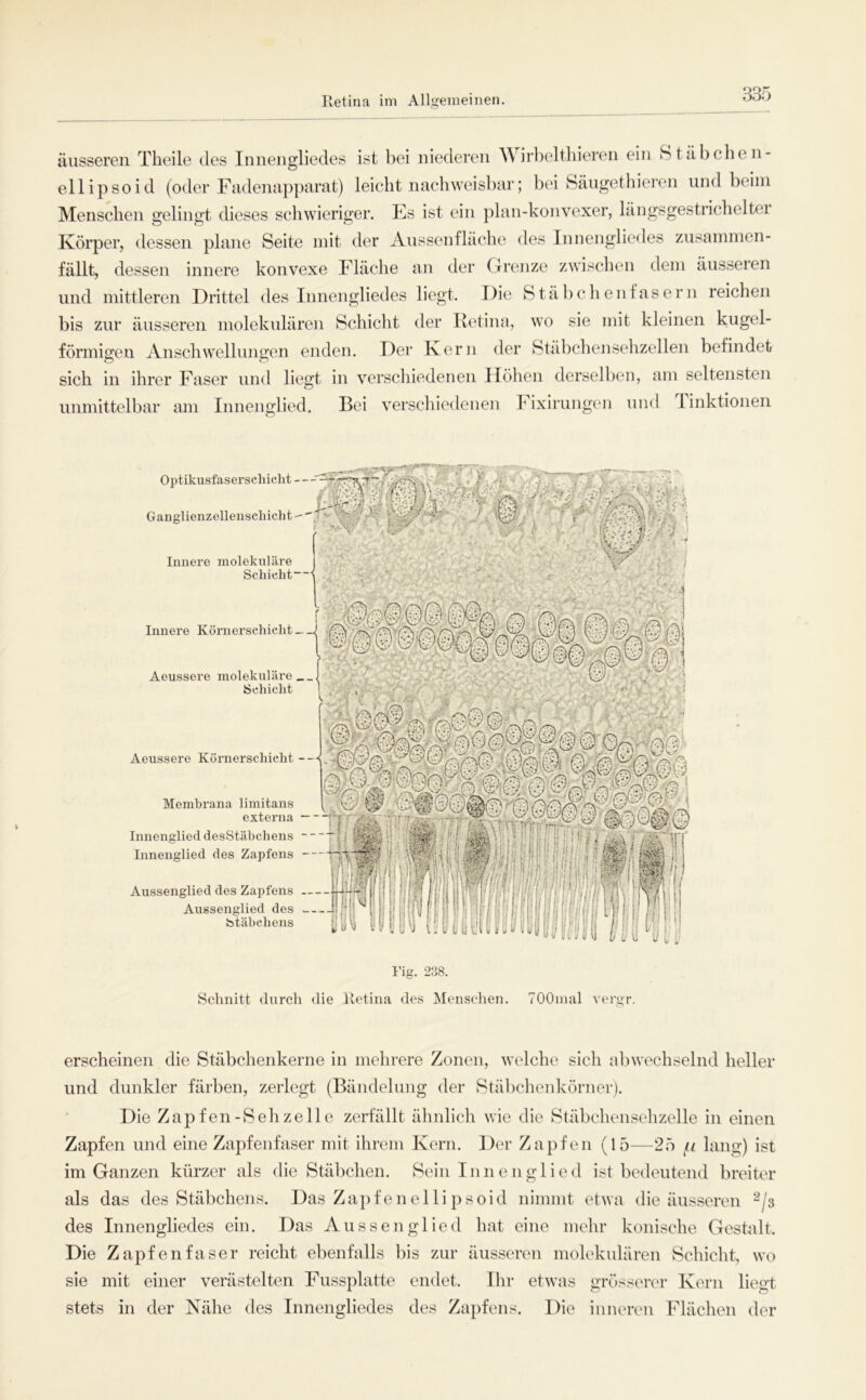Iletina im Allgemeinen. äusseren Theile des Innengliedes ist bei niedemn Wirbelthieren ein Stäbchen- ellipsoid (oder Fadenapparat) leicht nachweisbar; bei Säugethieren und beim Menschen gelingt dieses schwieriger. Es ist ein plan-konvexer, längsgestrichelter Körper, dessen plane Seite mit der Aussenfläche des Innengliedes zAisammen- fällt, dessen innere konvexe Fläche an der Grenze zwischen dem äusseren und mittleren Drittel des Innengliedes liegt. Die Stäbchenfasern reichen bis zur äusseren molekulären Schiclit der Retina, wo sie mit kleinen kugel- förmigen Anschwellungen enden. Der Kern der Stäbcheiisehzellen befindet sich in ihrer Faser nnd liegt in verschiedenen Höhen derselben, am seltensten unmittelbar am Innenglied. Bd verschiedenen I ixlrungen und linktionen Optikusfaserseliiclit - Ganglienzellenscliiclit-' Innere molekuläre Schicht—i Innere Körnerschiclit _ Aeussere molekuläre __ Schicht Aeussere Körnerschicht — Membrana limitans externa Innenglied desStäbchens - Innenglied des Zapfens - Aussenglied des Zapfens Aussenglied des Stäbchens I'ig. 238. Schnitt durch die Kotina des Menschen. TOOmal vcrgr. erscheinen die Stäbchenkerne in mehrere Zonen, welche sich abwechselnd heller und dunkler färben, zerlegt (Bändelung der Stäbchenkörner). Die Zapfen-S eh zelle zerfällt ähnlich wie die Stäbchensehzelle in einen Zapfen und eine Zapfenfaser mit ihrem Kern. Der Zapfen (15—25 lang) ist im Ganzen kürzer als die Stäbchen. Sein Innenglied ist bedeutend breiter als das desStäbchens. Das Zapf e n el li p s oid nimmt etwa die äusseren ^/s des Innengliedes ein. Das Aussen glied hat eine mehr konische Gestalt. Die Zapfenfaser reicht ebenfalls bis zur äusseren molekulären Schicht, wo sie mit einer verästelten Fussplatte endet. Ihr etwas grösserer Kern liegt stets in der Nähe des Innengliedes des Zapfens. Die inneren Flächen der