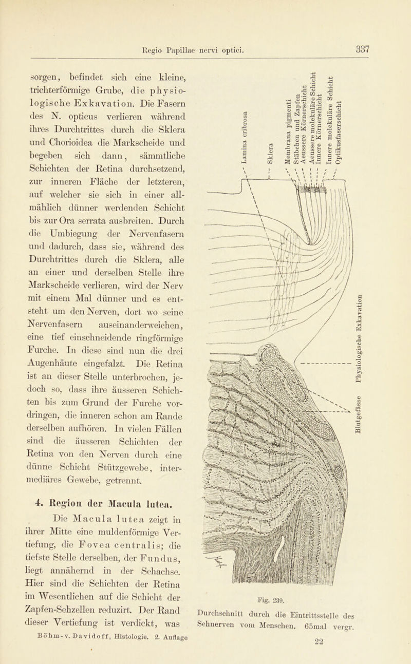 Regio Papillae nervi optici. sorgen, befindet sich eine kleine, trichterförniige Grube, die physio- logische Exkavation. Die Fasern des N. opticus verlieren Avährend ihres Durchtrittes durch die Sklera und Chorioidea die Markscheide und begeben sich dann, säinmtliche Schichten der Retina durchsetzend, zur inneren Fläche der letzteren, auf welcher sie sich in einer all- mählich dünner werdenden Schicht bis zur Ora serrata ausbreiten. Durch die Umbiegung der Nervenfasern und dadurch, dass sie, während des Durchtrittes durch die Sklera, alle an einer und derselben Stelle ihre iMarkscheide verlieren, wird der Nerv mit einem Mal dünner und es ent- steht um den Nerven, dort avo seine N erA^enfasern auseinanderAveichen, eine tief einschneidende ringförmige Furche. In diese sind nun die drei Augenhäute eingefalzt. Die Retina ist an dieser Stelle unterbrochen, je- doch so, dass ihre äusseren Schich- ten bis zum Grund der Furche Vor- dringen, die inneren schon am Rande derselben aufhören. In vielen Fällen sind die äusseren Schichten der Retina von den Nerven durch eine dünne Schicht StützgeAA^ebe, inter- mediäres GeAvebe, getrennt. 4. Region der Miicula lutea. Die M a c u 1 a lutea zeigt in ihrer Mitte eine muldenförmige Ver- tiefung, die Fovea centralis; die tiefste Stelle derselben, der Fundus, liegt annähernd in der Sehachse. Hier sind die Schichten der Retina im Wesentlichen auf die Schicht der Zapfen-Sehzellen reduzirt. Der Rand cheser Vertiefung ist verdickt, Avas Böhiu-v. Davidoff, Histologie. 2. Auflage .-H Ci Ph cc ® rt !h 3 a 3'csg ^ aW d ö ^ c5 <U ^ S-I _C3 ^ .ß 'S ® ® :2 o) o CO ^ O rd ;-l ^ ^.a a «j £ m Sh o d 2 S ® s OJ a o Fig. 230. Durchschnitt durch die Eintrittsstelle des Sehnerven A'oni Menschen. Cömal vergr. 22