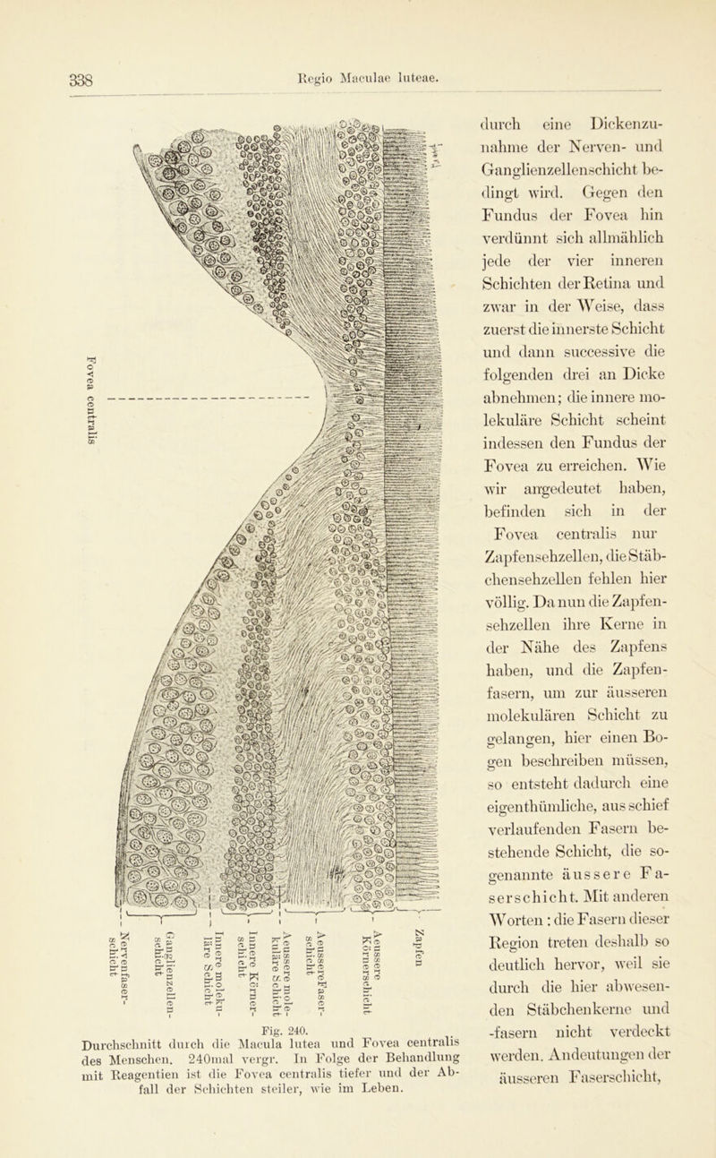 Fig. 240. Durchschnitt durch die Macula lutea und Fovea centralis des Menschen. 240inal vergr. In Folge der Behandlung mit Reagentien ist die Fovea centralis tiefer und der Ab- fall der Schichten steiler, wie im Leben. durch eine Dickenzu- iiahme der Nerven- und Ganglienzellenschicht be- dingt wird. Gegen den Fundus der Fovea hin verdünnt sich allmählich jede der vier inneren Schichten der Retina und zwar in der Weise, dass zuerst die innerste Schicht und dann successive die folgenden drei an Dicke abnehmen; che innere mo- lekulare Schicht scheint indessen den Fundus der Fovea zu erreichen. Wie wir aiTgedeutet haben, befinden sich in der Fovea centralis nur Zapfensehzellen, die Stäb- chensehzellen fehlen hier völlig. Da nun die Zapfen- sehzellen ihre Kerne in der Nähe des Zapfens haben, und die Zapfen- fasern, um zur äusseren molekulären Schicht zu o'elano;en, hier einen Bo- gen beschreiben müssen, so entsteht dadurch eine eigenthümliche, aus schief verlaufenden Fasern be- stehende Schicht, die so- genannte äussere Fa- s e r s c h i c h t. Mit anderen Worten : die Fasern dieser Region treten deshalb so G deutlich hervor, weil sie durch die hier abwesen- den Stäbchenkerne und -fasern nicht verdeckt werden. Andeutungen der äusseren Faserscliicht.