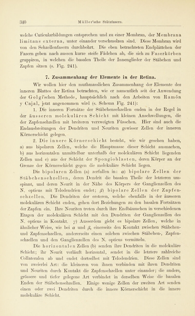 welche Cuticularbildmigen entsprechen und zu einer Membran, der Membrana limitans externa, unter einander verschmolzen sind. Diese Membran wird von den Sebzellenfasern durchbohrt. Die eben betrachteten Endplättchen der Fasern geben nach aussen kurze steife Fädcben ab, die sich zu Faserkörben gruppiren, in welchen die basalen Theile der Innenglieder der Stäbchen und Zapfen sitzen (s. Fig. 241). 7. Ziisamineiiliaiig der Elemente in der Retina. Wir wollen hier den muthmasslichen Zusammenhang der Elemente des inneren Blattes der Retina betrachten, wie er namentlich seit der Anwendung der Golgi’schen Methode, hauptsächlich nach den Arbeiten von Ramon y Cajal, jetzt angenommen wird (s. Schema Fig. 241): 1. Die inneren Fortsätze der Stäbchensehzellen enden in der Regel in der äusseren molekulären Schicht mit kleinen Anschwellungen, die der Zapfensehzellen mit breiteren verzweigten Füsschen. Hier sind auch die Endausbreitungen der Dendriten und Neuriten gewisser Zellen der inneren Körnerschicht gelegen, 2. Die innere Körner sch i cht besteht, wie wir gesehen haben, a) aus bipolaren Zellen, welche die Hauptmasse dieser Schicht ausmachen, b) aus horizontalen unmittelbar unterhalb der molekulären Schicht liegenden Zellen und c) aus der Schicht der Spongioblasten, deren Körper an der Grenze der Körnerschicht gegen die molekuläre Schicht liegen. Die bipolaren Zellen (a) zerfallen in: a) bipolare Zellen der Stäbeilensehzellen, deren Dendrit die basalen Theile der letzteren um- spinnt, und deren Neurit in der Nähe des Körpers der Ganglienzellen des N, opticus mit Telodendrien endet; ß) bipolare Zellen der Zapfen- sehzellen. Die Dendriten der ersteren, welche ebenfalls in der äusseren molekulären Schicht enden, gehen dort Beziehungen zu den basalen Fortsätzen der Zapfen ein. Ihre Neuriten treten durch ihre Endbäumchen in verschiedenen Etagen der molekulären Schicht mit den Dendriten der Ganglienzellen des N. opticus in Kontakt, y) Ausserdem giebt es bipolare Zellen, welche in ähnlicher Weise, Avie bei a und ß, einerseits den Kontakt zwischen Stäbchen- und Zapfensehzellen, andererseits einen solchen zwischen Stäbchen-, Zapfen- sehzellen und den Ganglienzellen des N. opticus vermitteln. Die horizontalen Zellen (b) senden ihre Dendriten in die molekuläre Schicht; ihr Neurit verläuft horizontal, sendet in die letztere zahlreiche Collateralen ab und endet dortselbst mit Telodendrien. Diese Zellen sind von zweierlei Art: die kleineren von ihnen verbinden mit ihren Dendriten und Neuriten durch Kontakt die Zapfensehzellen unter einander; die andere, grössere und tiefer gelegene Art verbindet in derselben Weise die basalen Enden der Stäbchen sehzellen. Einige wenige Zellen der zweiten Art senden einen oder zwei Dendriten durch die innere Körnerschicht in die innere molekuläre Schicht.