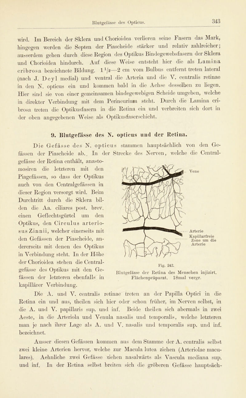 lUutgei'ässo (los Opticus. wird. Im Bereich der Sklera und Chorioidea verlieren seine Fasern das Mark, hingegen tverden die Septen der Piascheide stärker und relativ zahlreicher, ausserdem gehen durch diese Begion des Optikus Bindegewebsfasern der Sklera und Chorioidea hindurch. Auf diese AVeise entsteht hier die als Lamina cribrosa bezeichnete Bildung. 1^/2—2 cm vom Bulbus entfernt treten lateral (nach J. Deyl medial) und ventral die Artcria und die V. centralis retinae in den N. opticus ein und kommen bald in die Achse desselben zu liegen. Hier sind sie von einer gemeinsamen bindegewebigen Scheide umgeben, welche in direkter Verbindung mit dem Perineurium steht. Durch die Lamina cri- brosa treten die Optikusfasern in die Retina ein und verbreiten sich dort in der oben angegebenen Weise als Optikusfaserschicht. t). BlutgcfiLsse des N. opticus und der Retina. Die Gefässe des N. opticus stammen hauptsächlich von den Ge- fässen der Piascheide ab._ In der Strecke des Nerven, welche die Central- gefässe der Retina enthält, anasto- mosiren die letzteren mit den Piagefässen, so dass der Optikus auch von den Centralgefässen in dieser Region versorgt wird. Beim Durchtritt durch die Sklera bil- den die Aa. ciliares post. brev. einen Geflechtsgürtel um den Vene Arterie Kapillarfreie Zone um die Arterie Fis. 242. Blutgefässe der Iletina des Menschen iujizirt. Flächenpräparat. ISinal vergr. Optikus, den Circulus arterio- sus Zinnii, welcher einerseits mit den Gefässen der Piascheide, an- dererseits mit denen des Optikus in Verbindung steht. In der Höhe der Chorioidea stehen die Central- gefässe des Optikus mit den Ge- fässen der letzteren ebenfalls in kapillärer Verbindung. Die A. und V. centralis retinae treten an der Papilla Optici in che Retina ein und aus, theilen sich hier oder schon früher, im Nerven selbst, in die A. und V. papillans sup. und inf. Beide theilen sich abermals in zwei Aeste, in die Arteriola und Venula nasalis und temporalis, welche letzteren man je nach ihrer Lage als A. und V. nasalis und teni})oralis sup. und inf. bezeichnet. Ausser diesen Gefässen kommen aus dem Stamme der A. centralis selbst zwei kleine Arterien hervor, welche zur Macula lutea ziehen (Arteriolae macu- lares). Aehnhche zwei Gefässe ziehen nasalwärts als Vascula mediana sup. und inf. In der Retina selbst breiten sich die gröberen Gefässe hauptsäch-