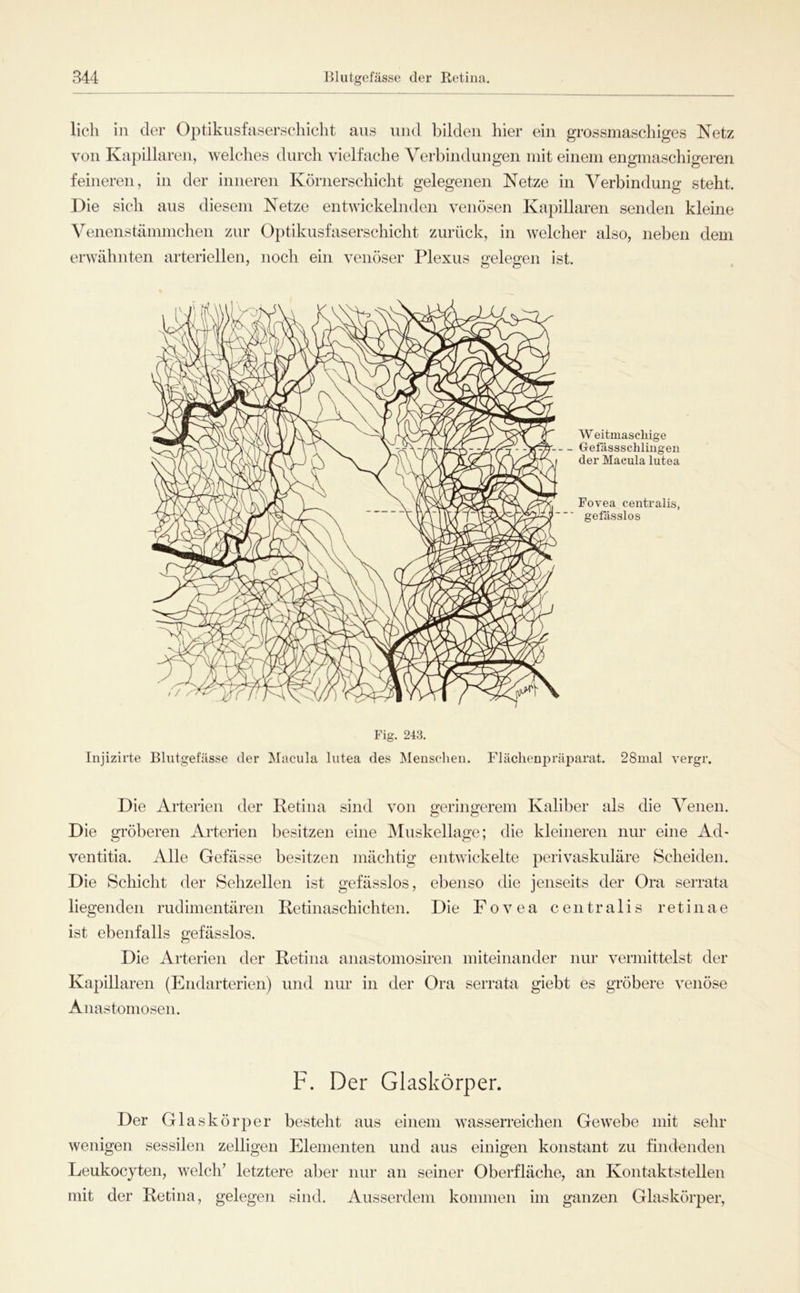 lieh in der Optikusfaserschicht aus und bilden hier ein grossmaschiges Netz von Kapillaren, welches durch vielfache Verbindungen mit einem engmaschigeren feineren, in der inneren Körnerschicht gelegenen Netze in Verbindung steht. Die sich aus diesem Netze entwickelnden venösen Kapillaren senden kleme Venenstämmchen zur Optikusfaserschicht zurück, in welcher also, neben dem erwähnten arteriellen, noch ein venöser Plexus gelegen ist. W eitmaschige Gefässschlingeu der Macula lutea Fovea centralis, gefässlos Fig. 243. Injizirte Blutgefässe der ^lacula lutea des Menschen. Fläclienpräparat. 28mal vergr. Die Arterien der Retina sind von geringerem Kaliber als die Venen. Die gröberen Arterien besitzen eine Muskellage; die kleineren nur eine Ad- ventitia. Alle Gefässe besitzen mächtig entwickelte perivaskuläre Scheiden. Die Schicht der Sehzellen ist gefässlos, ebenso die jenseits der Ora serrata liegenden rudimentären Retinaschichten. Die Fovea centralis retinae ist ebenfalls gefässlos. Die Arterien der Retina anastomosiren miteinander nur vermittelst der Kapillaren (Endarterien) und nur in der Ora serrata giebt es gröbere venöse Anastomosen. F. Der Glaskörper. Der Glaskörper besteht aus einem wasserreichen Gewebe mit sehr wenigen sessilen zelligen Elementen und aus einigen konstant zu findenden Leukocyten, welch’ letztere aber nur an seiner Oberfläche, an Kontaktstellen mit der Retina, gelegeii sind. Ausserdem kommen im ganzen Glaskörper,