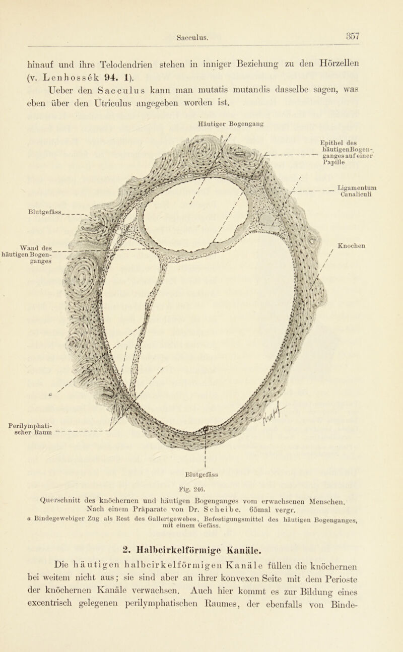 hinauf und ihre Telodeudrieu stellen in inniger l^eziehung zu den Hörzellen (v. Len h OS sek 1)4. 1). Ueber den Sacculus kann man mutatis inutandis dasselbe sagen, was eben über den Utricnlus angegeben worden ist. Blutgefäss., ^ Wand des^ häutigen Bogen- ganges Knochen / / / / / Epithel des liäutigenBogen- ganges auf einer Papille / / / Ligamentum Canaliculi Perilymphati- scher Raum Häutiger Bogengang Blutgefäss Fig. 24ß. Querschnitt des knöchernen und häutigen Bogenganges vom erwachsenen Menschen, Nach einem Präparate von Dr. Scheibe, 65mal vergr, a Bindegewebiger Zug als Rest des Gallertgewebes, Befestigungsmittel des häutigen Bogenganges, mit einem Gefäss. 2. llalbcirkellörmige Kanäle. Die häutigen halbcirkelförmigen Kanäle füllen die knöchernen bei weitem nicht aus; sie sind aber an ihrer konvexen Seite mit dem Perioste der knöchernen Kanäle verwachsen. Auch hier kommt es zur Bilduno: eines excentrisch gelegenen perilymphatischen Kanmes, der ebenfidls von Binde-
