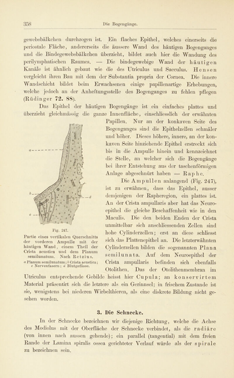 gewebsbälkclien durchzogen ist. Ein flaches Epithel, welches einerseits die periostale Fläche, andererseits die äussere Wand des häutigen Bogenganges und die Bindegewebsbälkchen überzieht, bildet auch hier die Wandung des perilyinphatischen Raumes. — Die bindegewebige Wand der häutigen Kanäle ist ähnlich gebaut wie die des Utriculus und Sacculus. Hensen vergleicht ihren Bau mit dem der Substantia propria der Cornea. Die innere Wandschicht bildet beim Erwachsenen einige papillenartige Erhebungen, welche jedoch an der Anheftungsstelle des Bogenganges zu fehlen pflegen (Rüdinger 72. 88). Das Epithel der häutigen Bogengänge ist ein einfaches plattes und überzieht gleichmässig die ganze Innenfläche, einschliesslich der erwähnten Papillen. Nur an der konkaven Seite des Bogenganges sind die Epithelzellen schmäler und höher. Dieses höhere, innere, an der kon- kaven Seite hinziehende Epithel erstreckt sich bis in die Ampulle hinein und kennzeichnet die Stelle, an welcher sich die Bogengänge bei ihrer Entstehung aus der taschenförmigen Anlage abgeschnürt haben — Rap he. Die Ampullen anlangend (Fig. 247), ist zu erwähnen, dass das Epithel, ausser demjenigen der Rapheregion, ein plattes ist. An der Crista ampnllaris aber hat das Neuro- epithel die gleiche Beschaffenheit wie in den Maculis. Die den beiden Enden der Crista unmittelbar sich anschliessenden Zellen sind hohe Cylinderzellen; erst an diese schliesst sich das Plattenepithel an. Die letzterwähnten Cylinderzellen bilden die sogenannten Plana semilunata. Auf dem Neuroepithel der Crista ampullaris befinden sich ebenfalls Otolithen. Das der Otolithenmembran im Utriculus entsprechende Gebilde heisst hier Cupula; an konservirtem Material präsentirt sich die letztere als ein Gerinnsel; in frischem Zustande ist sie, wenigstens bei niederen Wirbelthieren, als eine diskrete Bildung nicht ge- sehen worden. Fig. 247. Partie eines vertikalen Querschnitts der vorderen Ampulle mit der häutigen Wand, einem Theil der Crista acustica und dem Planum semilunatum. Nach Betzius. a Planum semilunatum; b Crista acustica; c Nervenfasern; d Blutgefässe. 3. Die Sclinecke. In der Schnecke bezeichnen wir diejenige Richtung, welche die Achse des Modiolus mit der Oberfläche der Schnecke verbindet, als die radiäre (von innen nach aussen gehende); ein parallel (tangential) mit dem freien Rande der Lamina spiralis ossea gerichteter Verlauf würde als der spirale zu bezeichnen sein.