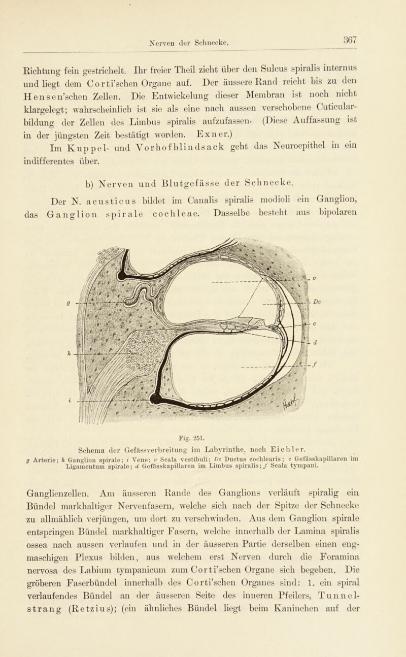 Nerven der Schnecke. Richtung fein gestrichelt. Ihr freier Theil zieht über den Sulcus spiralis inteinus und liegt dem Corti’schen Organe auf. Der äussere Rand reicht bis zu den Hensen’schen Zellen. Die Entwickelung dieser Membran ist noch nicht klargelegt; wahrscheinlich ist sie als eine nach aussen verschobene Cuticulai- bildung der Zellen des Limbus spiralis aufzufassen- (Diese Auffassung ist in der jüngsten Zeit bestätigt worden. Exner.) Im Ivuppel- und Vorhofblindsack geht das Neuroepithel in ein indifferentes über. das b) Nerven und Blutgefässe der Schnecke. Der N. acusticus bildet im Canalis spiralis modioli ein Ganglion, Ganglion spirale cochleae. Dasselbe besteht aus bipolaren Fig. 251. Schema der Gefässver})reitung im Labyrinthe, nach Eich 1er. g Arterie; h Ganglion spirale; l Vene; v Scala vestibuli; De Ductus eoclilearis; c Gefässkapillaren im Ligamentum spirale; d Gefässkapillaren im Limbus spiralis; / Scala tympani. Ganglienzellen. Am äusseren Rande des Ganglions verläuft spiralig ein Bündel markhaltiger Nervenfasern, welche sich nach der Spitze der Schnecke zu allmählich verjüngen, um dort zu \^erschwinden. Aus dem Ganglion spirale entspringen Bündel markhaltiger Fasern, welche innerhalb der Lamina spiralis ossea nach aussen verlaufen und in der äusseren Partie derselben einen eng- maschigen Plexus bilden, aus welcliem erst Nerven durch die Foramina nervosa des Labium tympanicum zum Gorti’schen Organe sich begeben. Die gröberen Faserbündel innerhalb des Co rti’schen Organes sind: 1. ein spiral verlaufendes Bündel an der äusseren Seite des inneren Pfeilers, T u n n e 1- strang (Retzins); (ein ähnliches Bündel liegt beim Kaninchen auf der